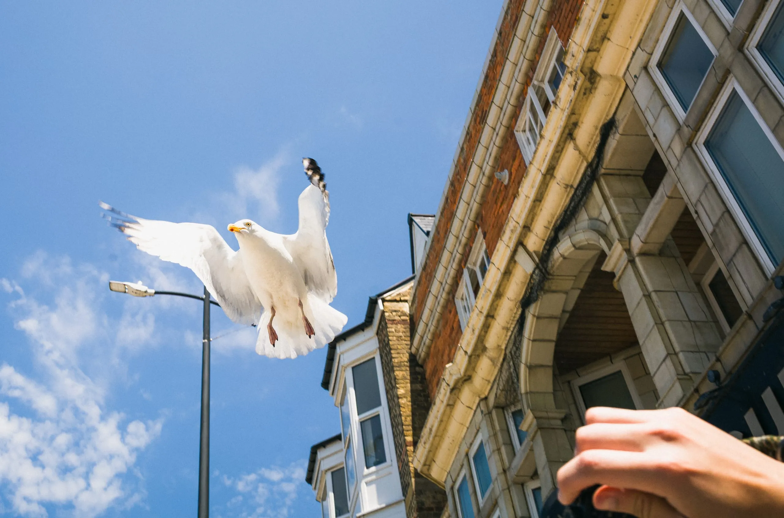 A seagull flies away from an extended hand
