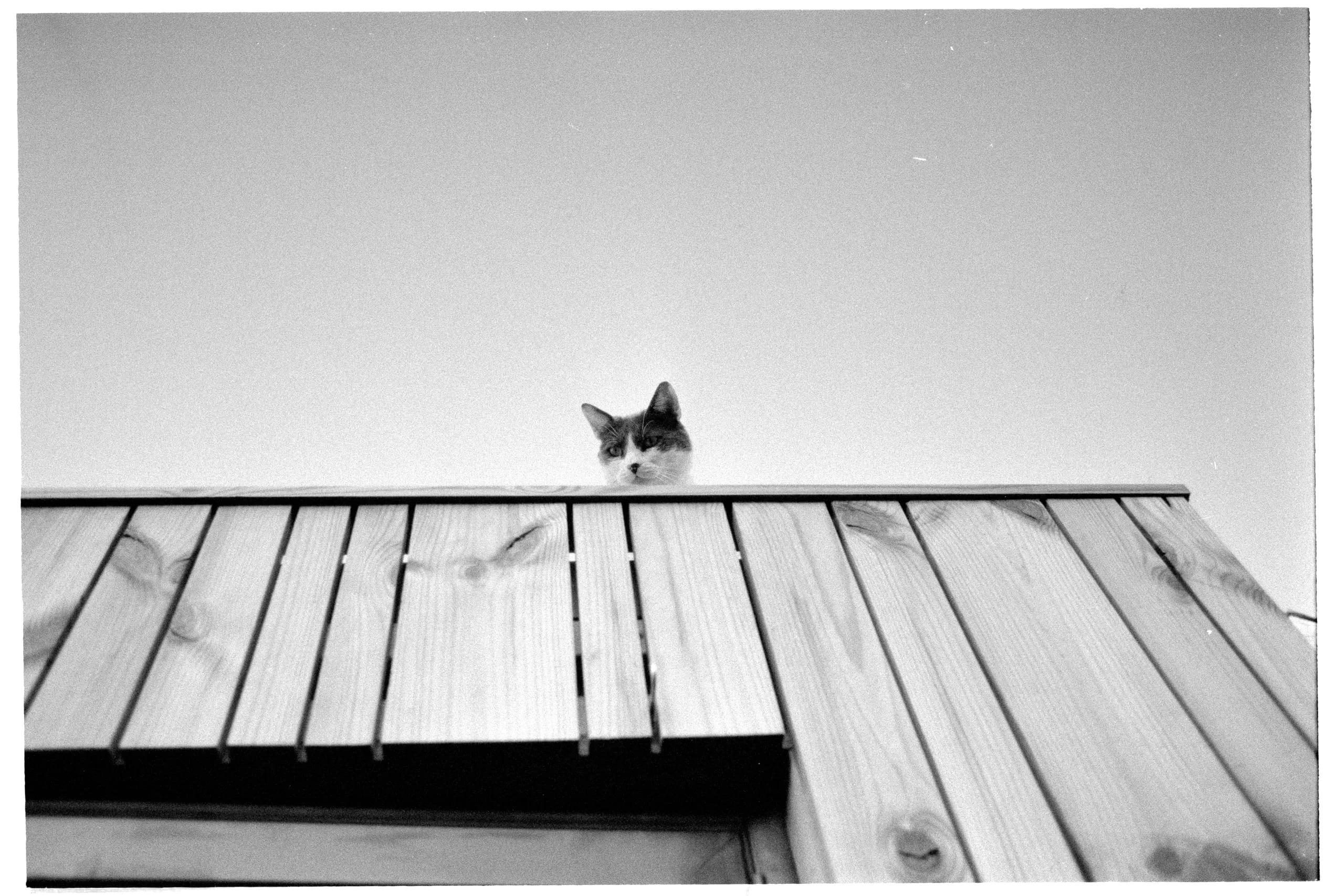 Sam the cat looks down from the shed