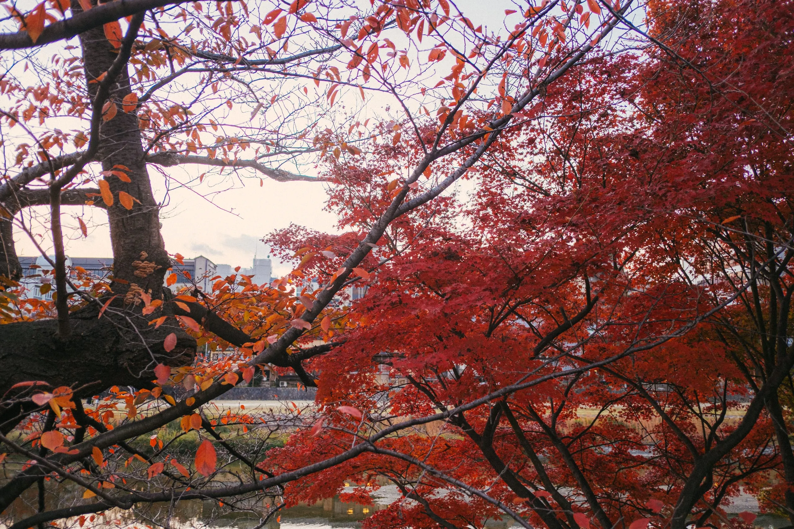 Red autumn maple leaves framing a riverside