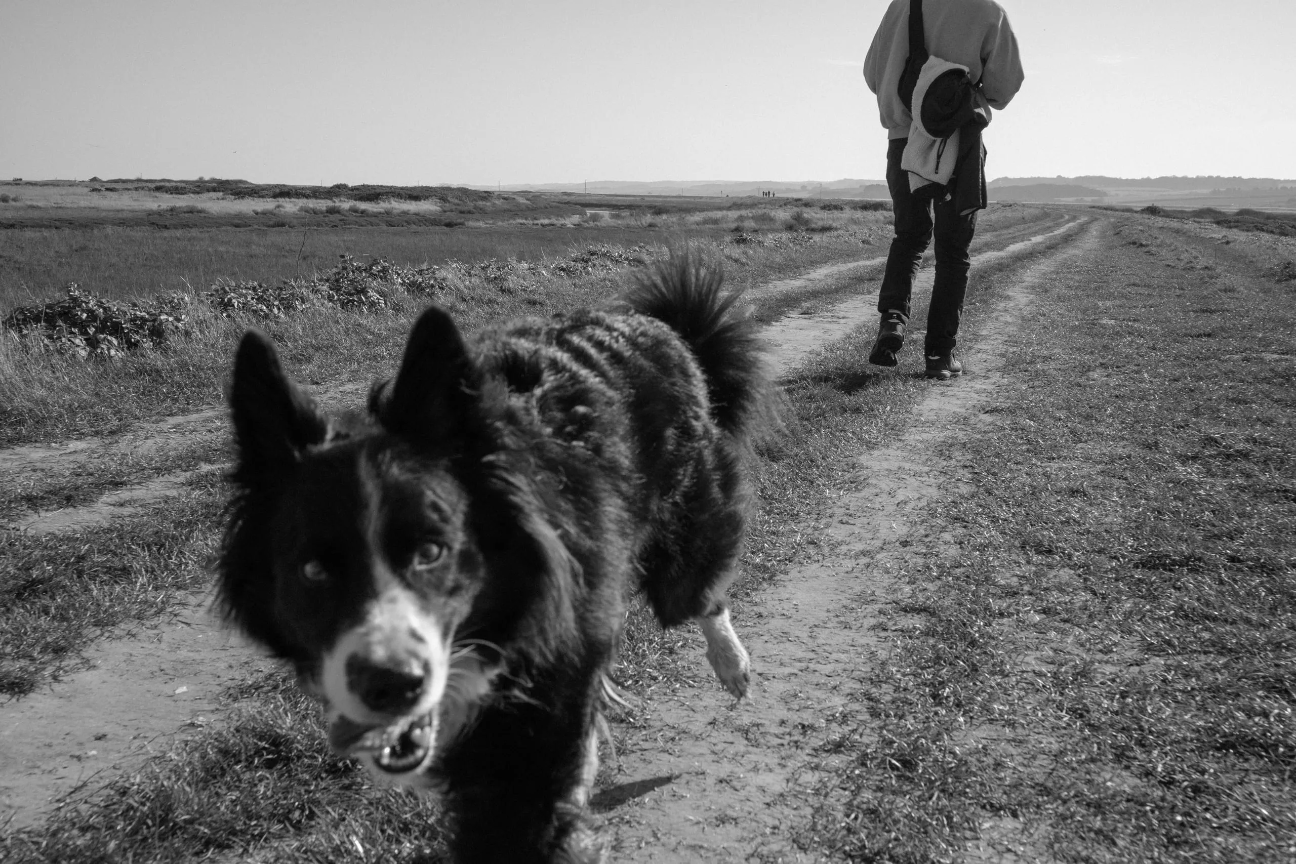 A border collie walks past Bo, Norfolk