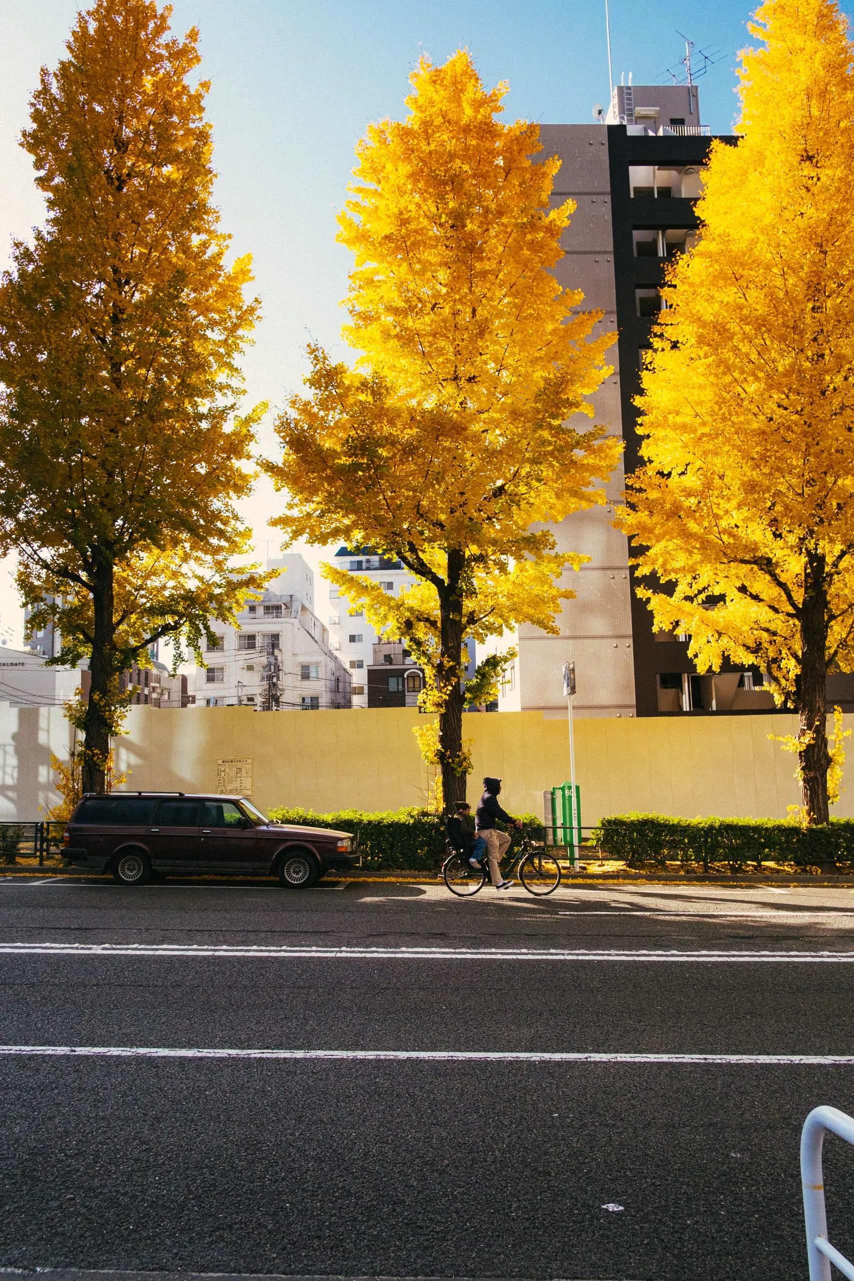 A cyclist passes beneath golden ginkgo trees