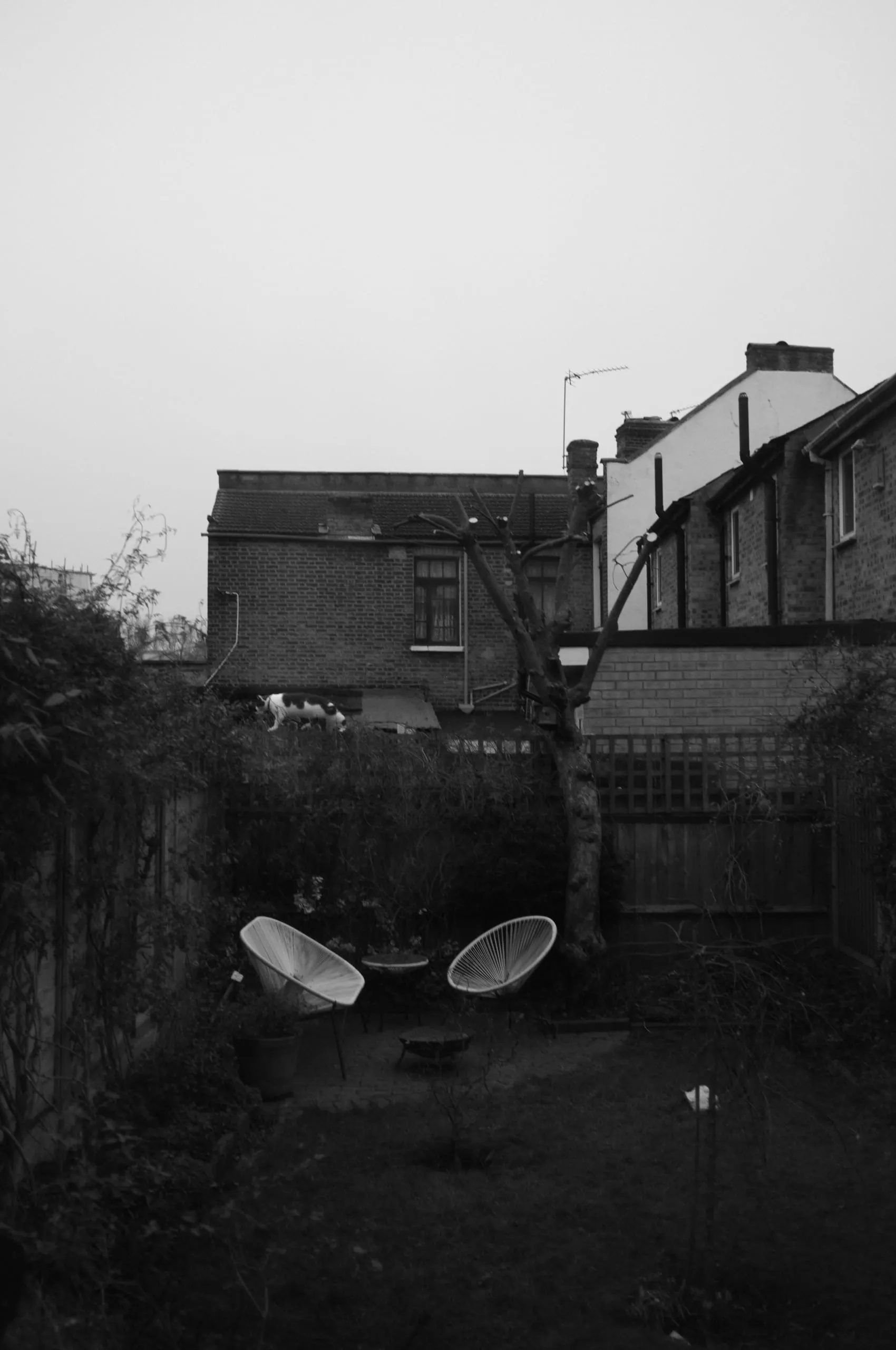 A view of my garden after pollarding the apple tree