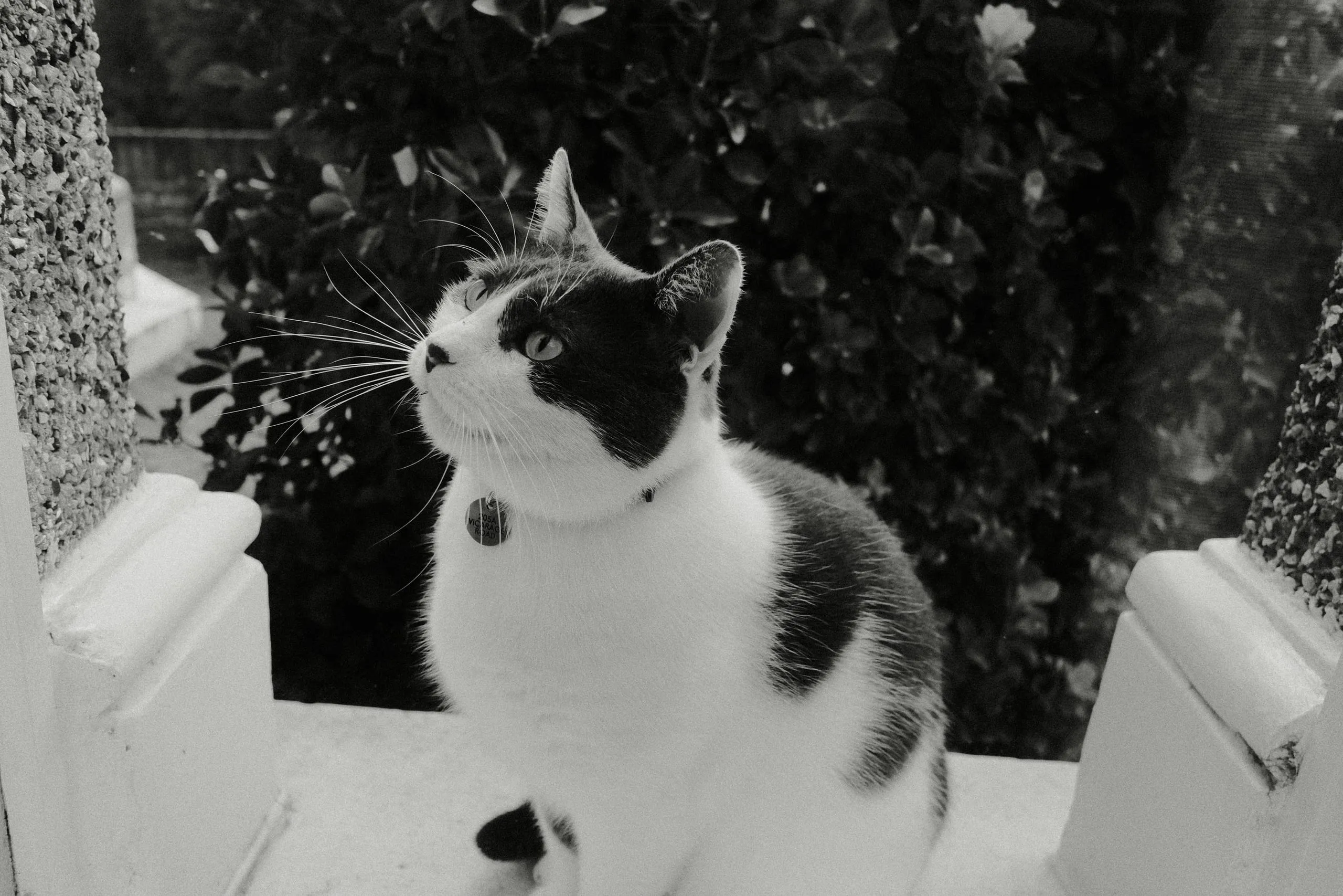 Samgyetang patiently waits to be let into the house