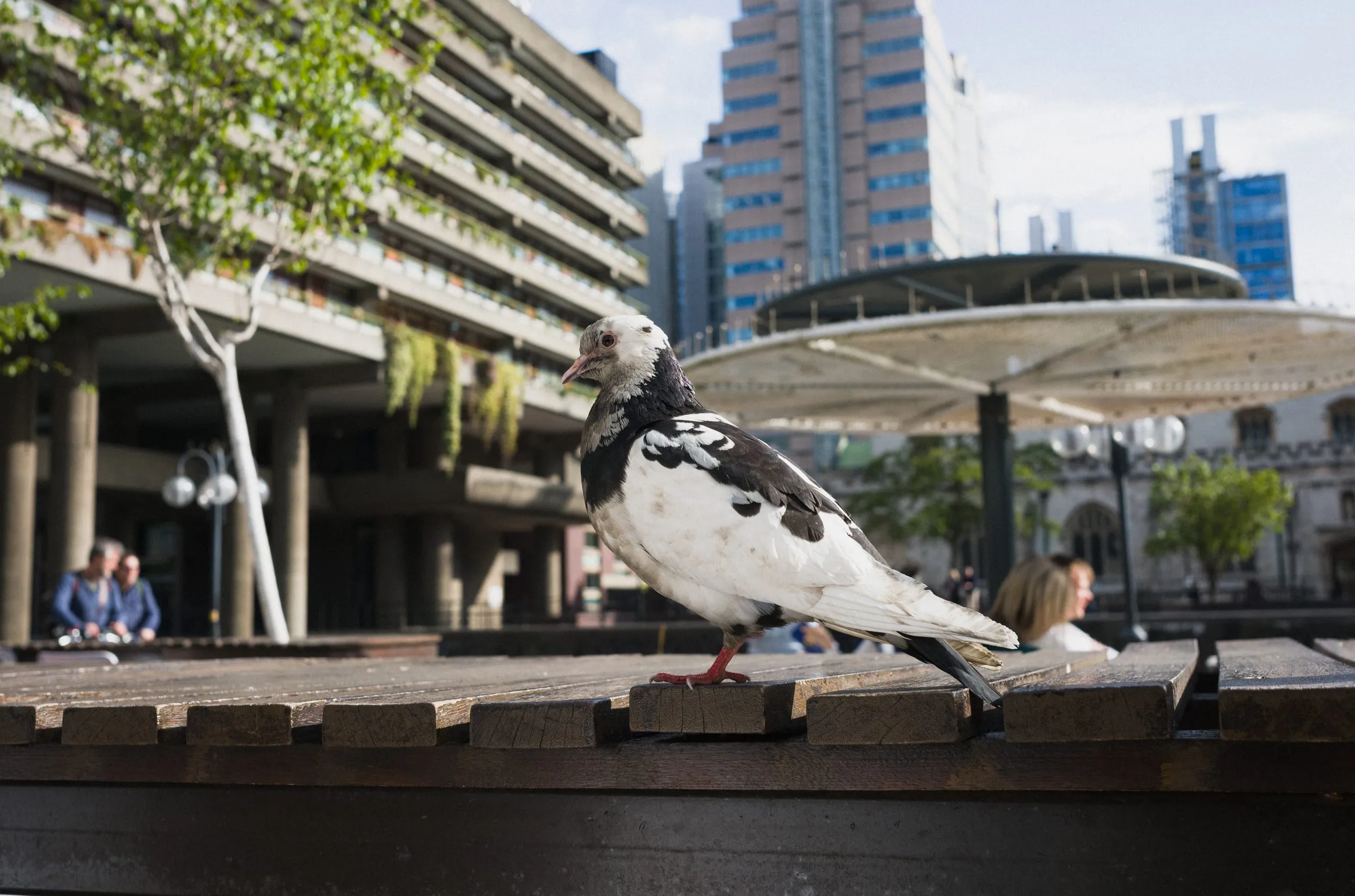 A pigeon stands on a wooden bench at the Barbican