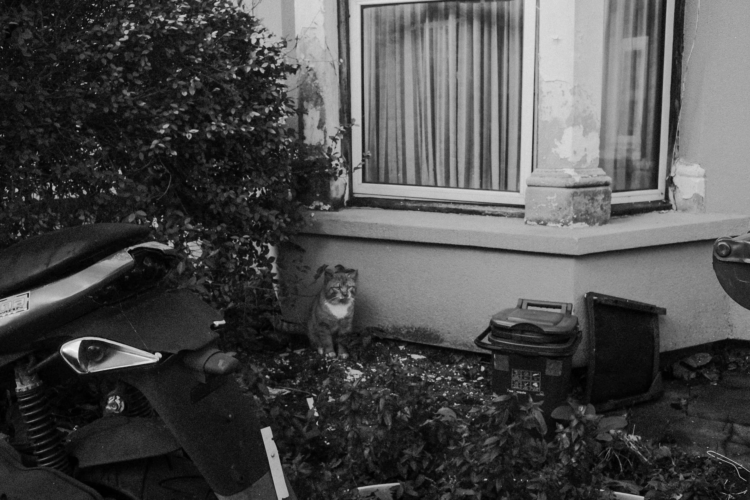 A cat looks over his garden, Walthamstow