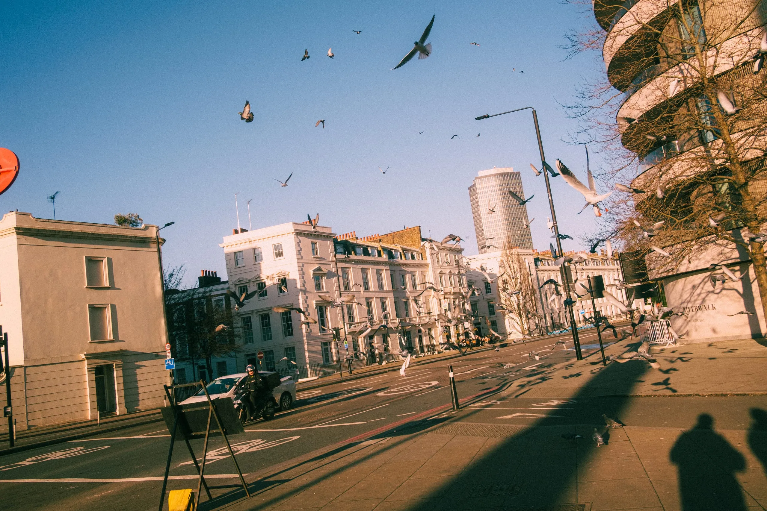 A war veteran feeds a flock of seagulls, London