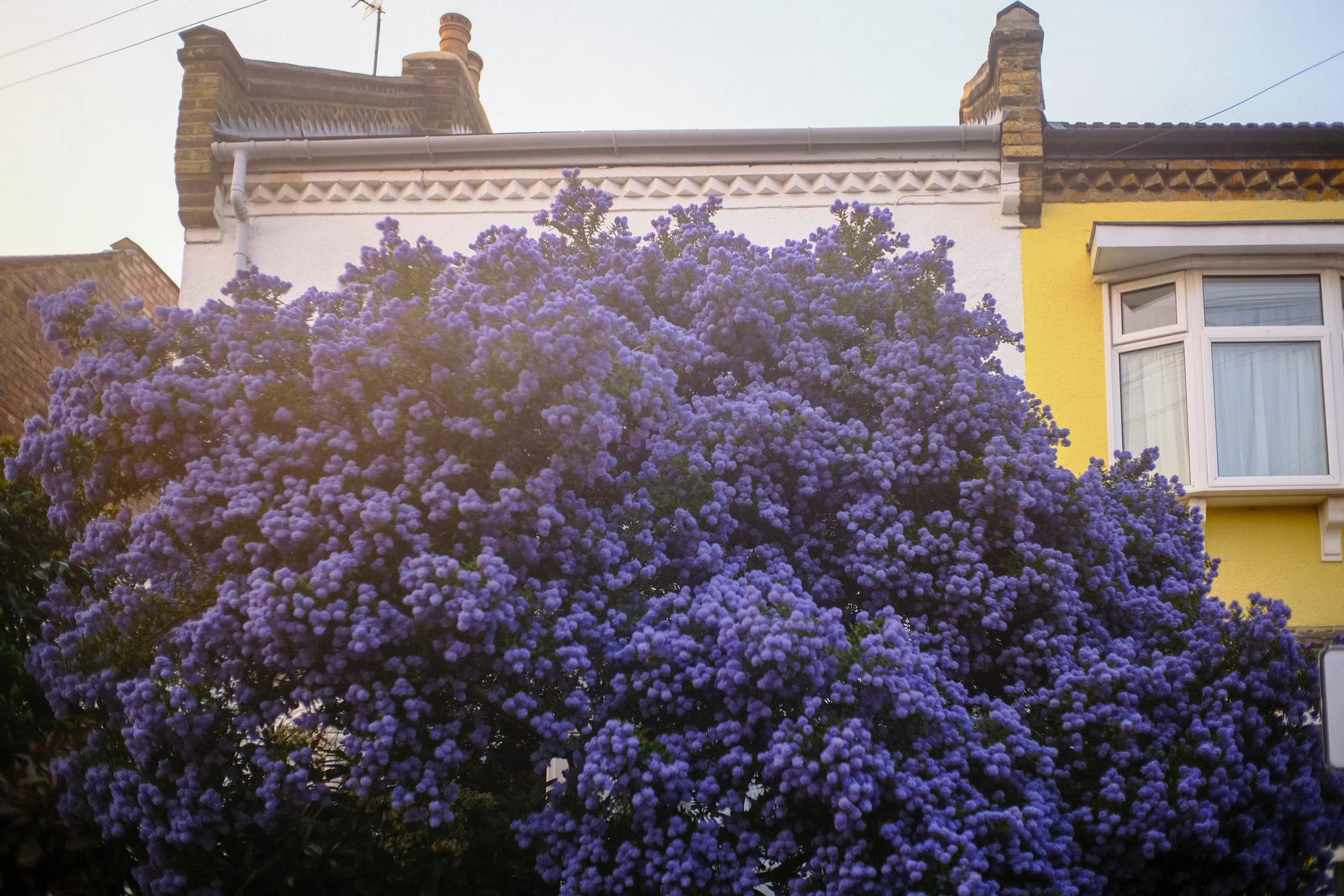 Ceanothus in full bloom outside a Walthamstow home