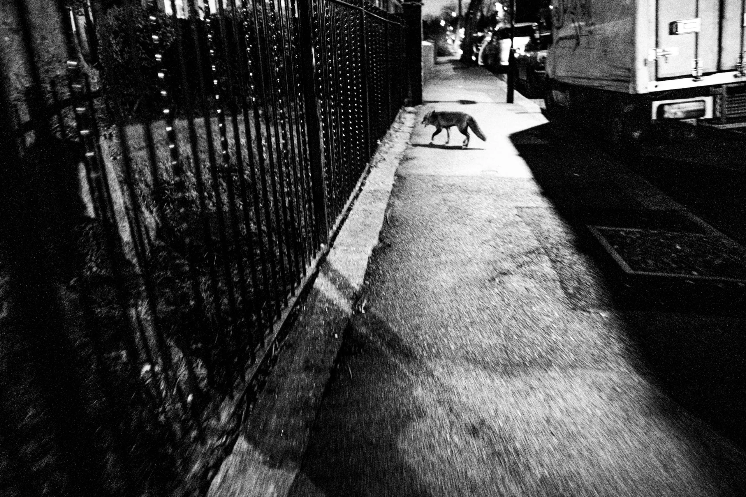 A fox crosses a pavement beside railings at night