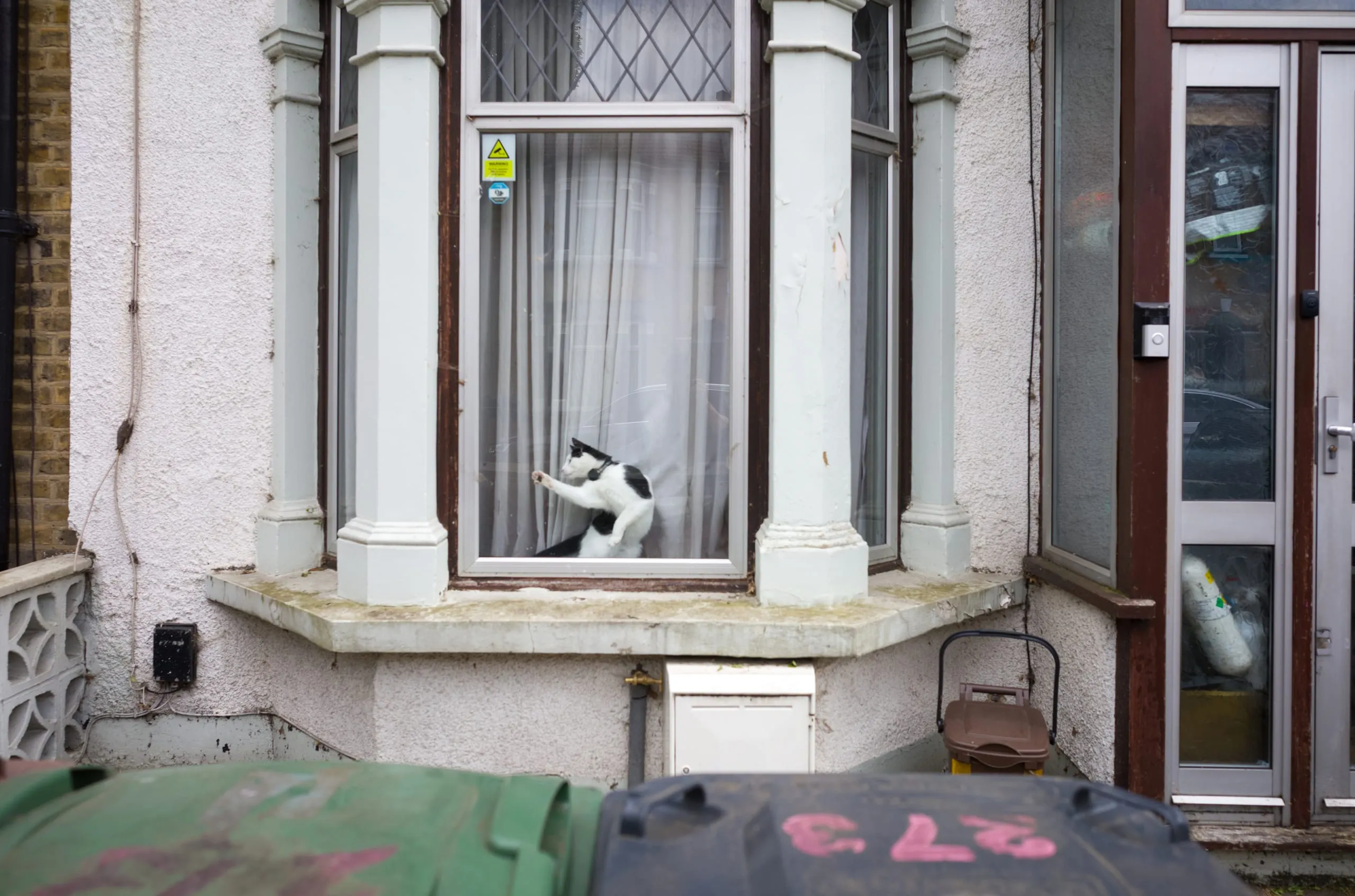 A cat catches a fly on the bay window of a terraced house