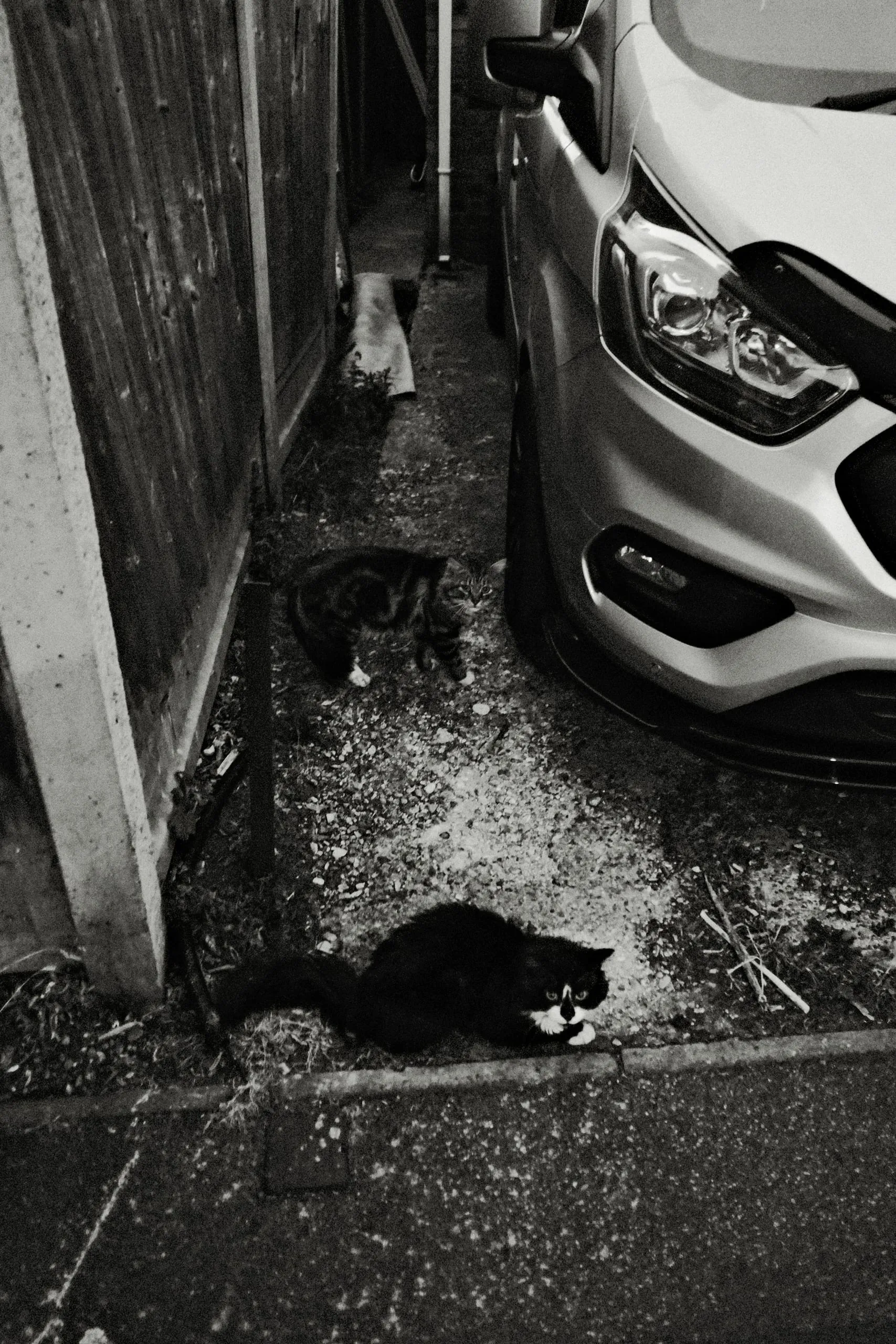 Two surprised cats, Leyton