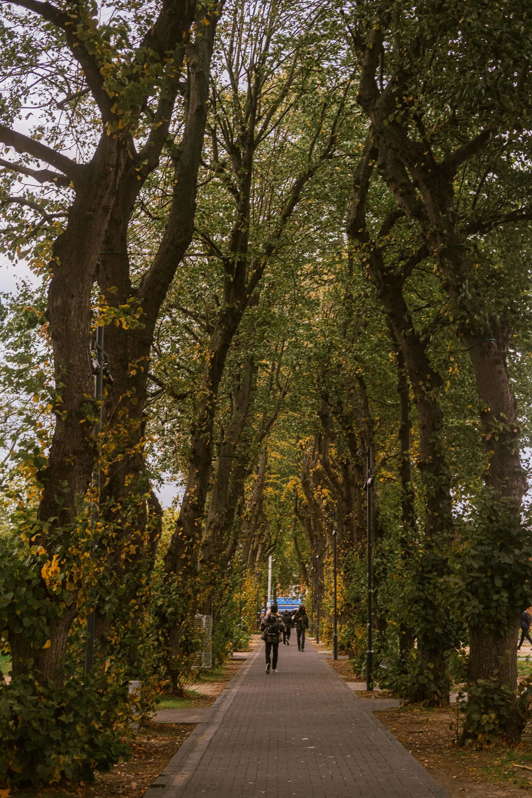 A person walks along a brick path beneath an avenue of trees
