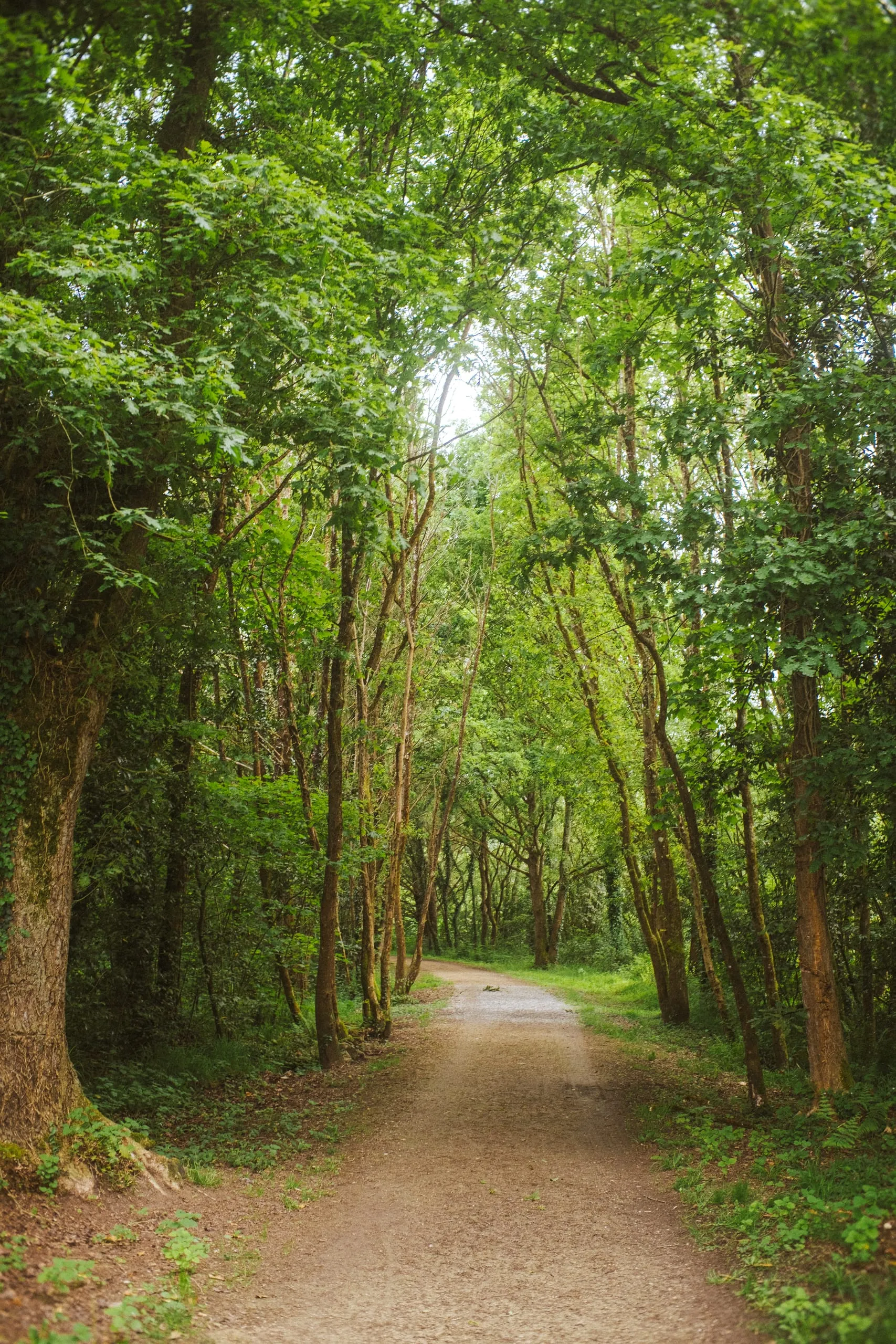 Forest path in El Asturcón park, Oviedo