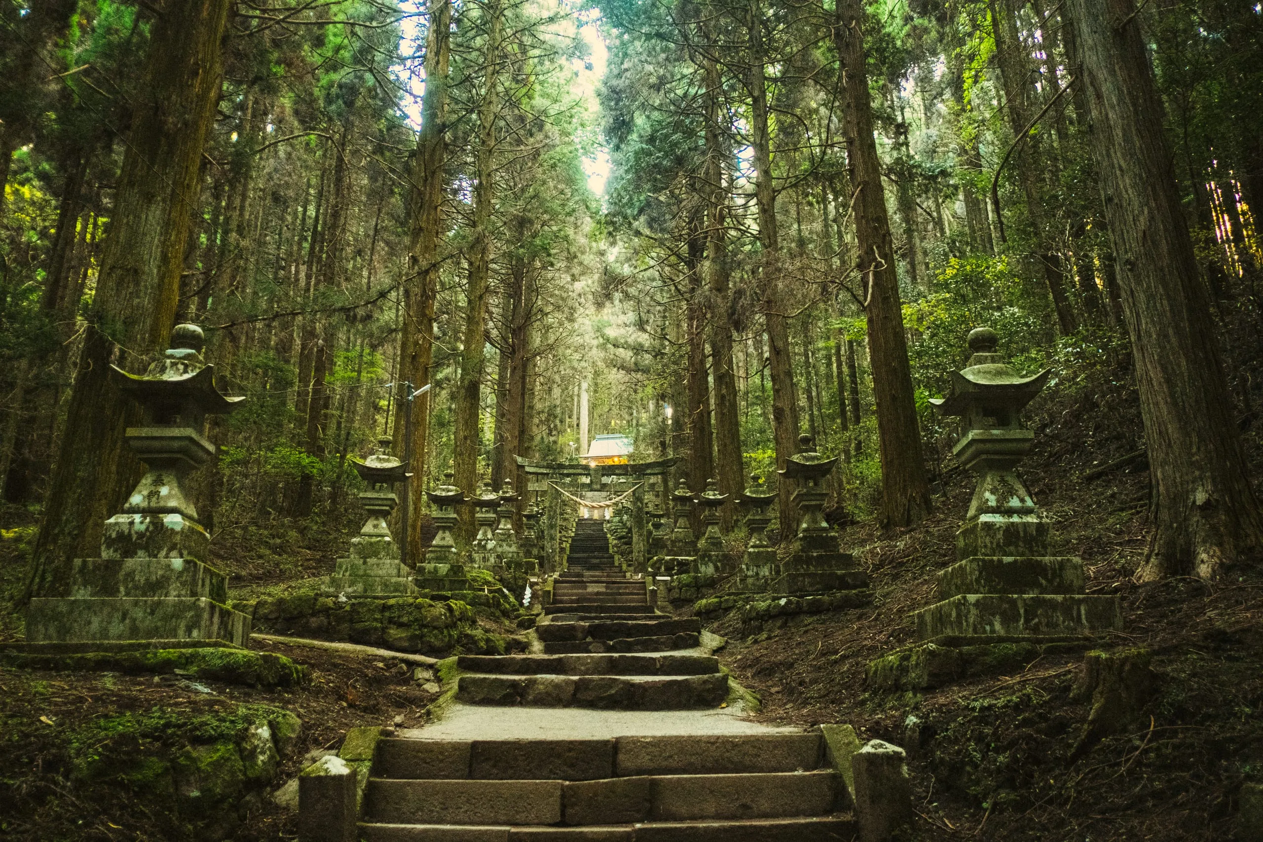 Stone lanterns lining a cedar-forest path to Kamishikimi Kumanoimasu Shrine