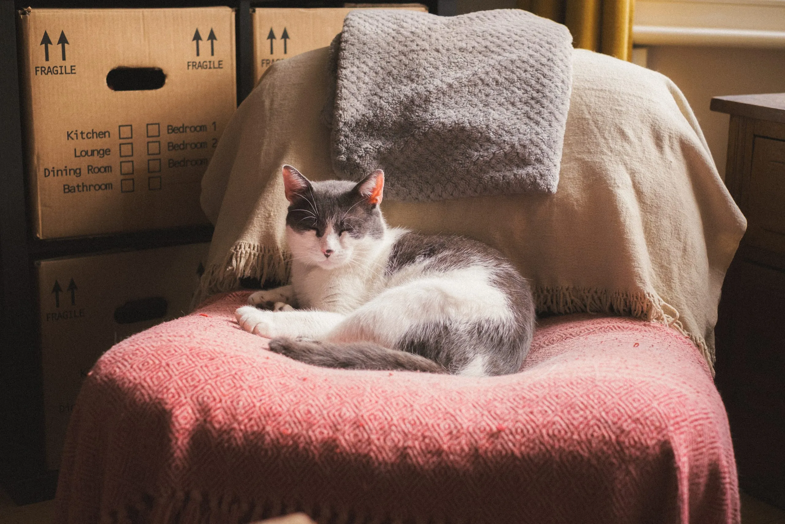 Samgyetang relaxes on his chair, Leyton