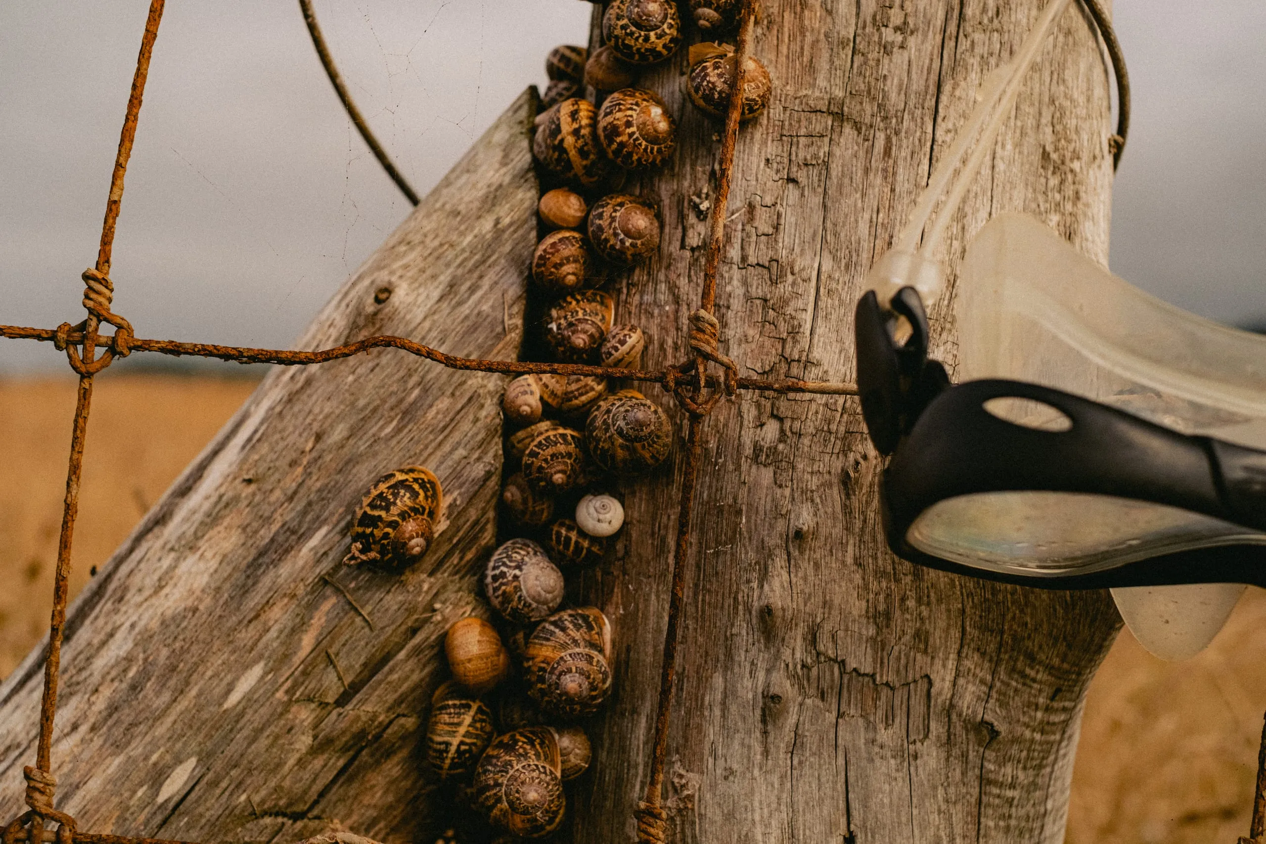 Snails clustered on a wooden post beside an abandoned snorkel, Verdicio