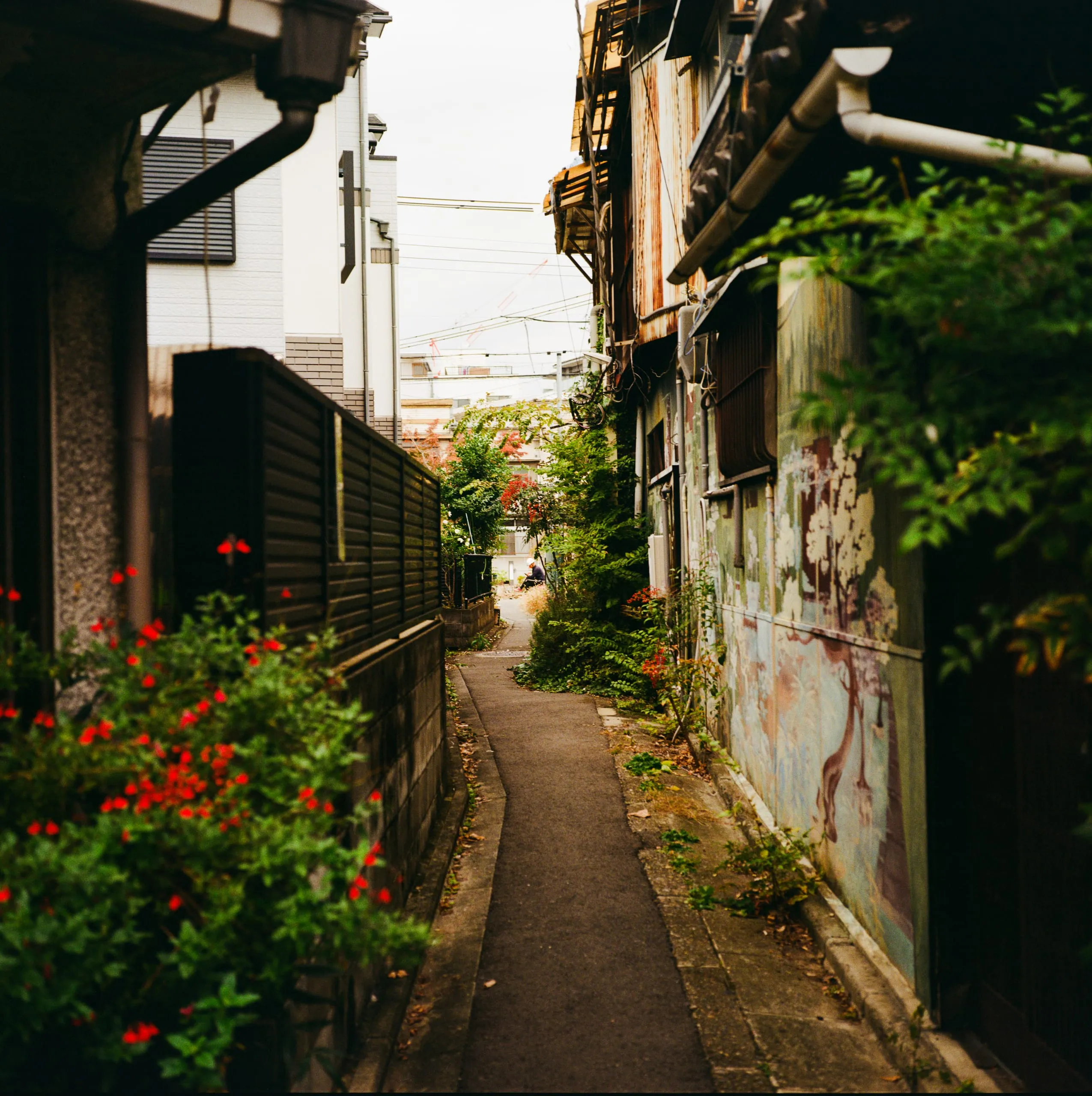 A worker relaxes at the end of a narrow residential alley with flowering shrubs