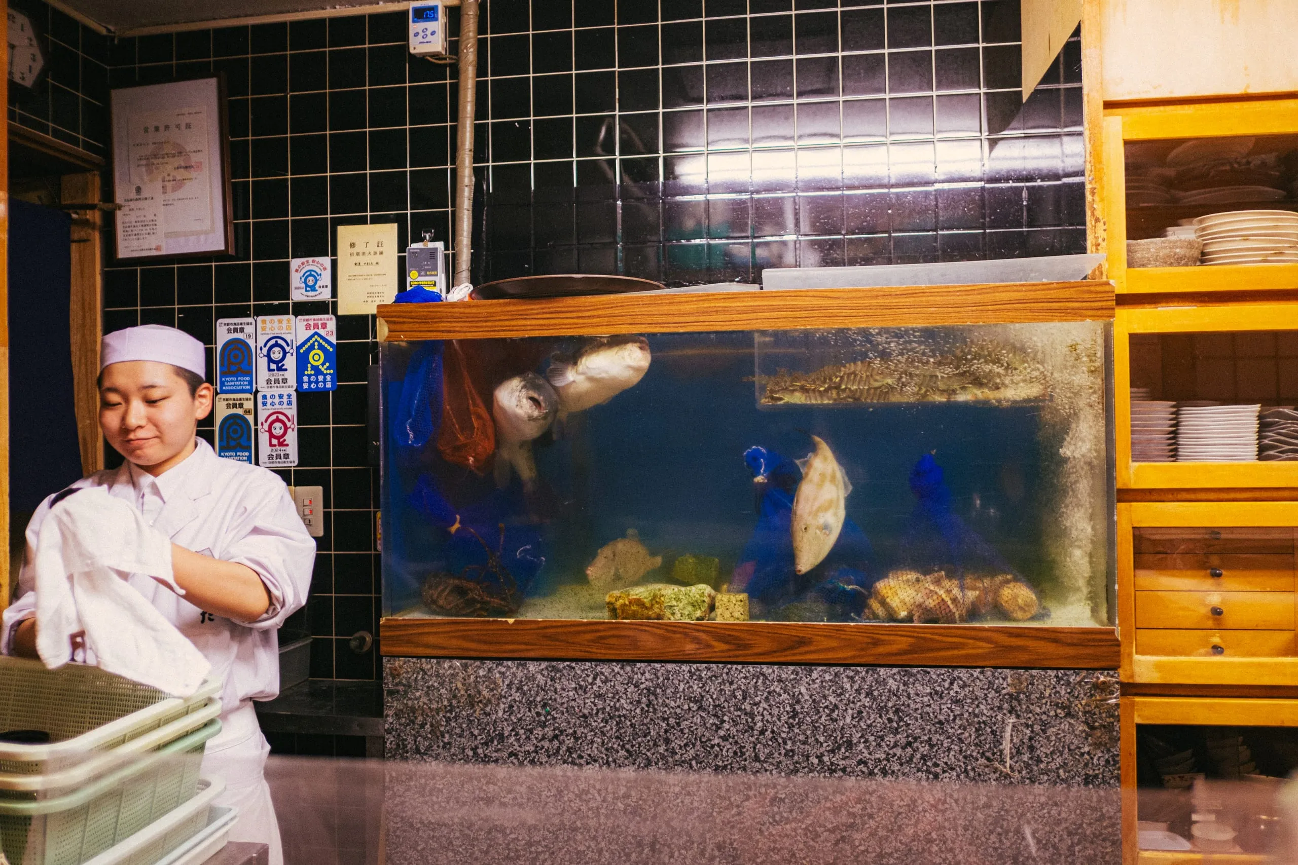 Fugu fish swim and Yamashita's youngest cook