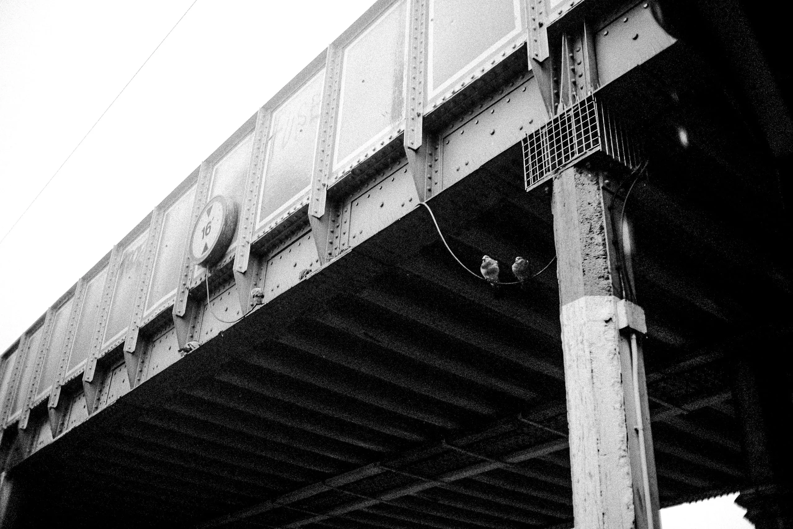 A couple of pigeons overlooks Lea Bridge Road