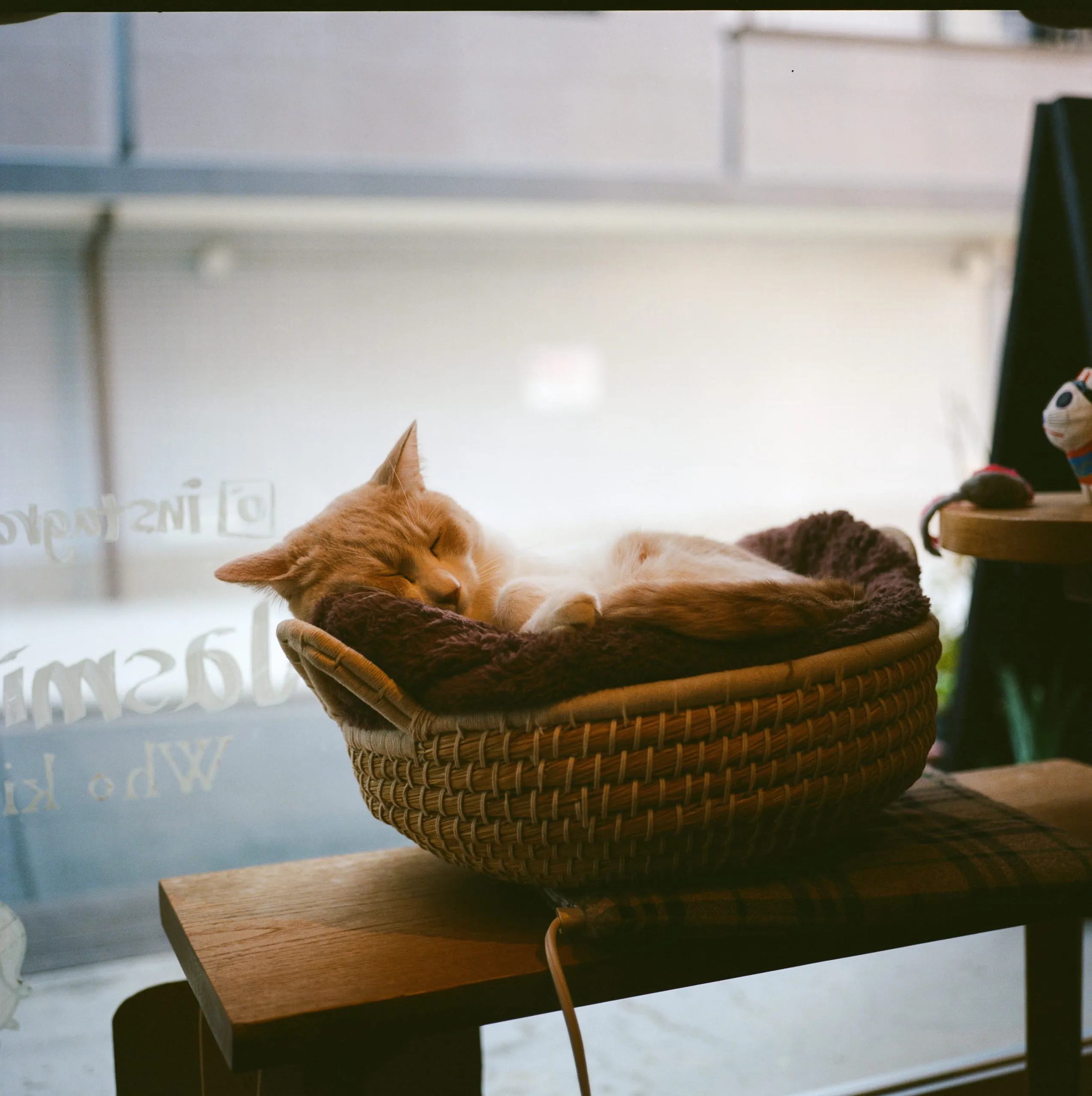 A ginger cat asleep in a basket in a clothing shop window