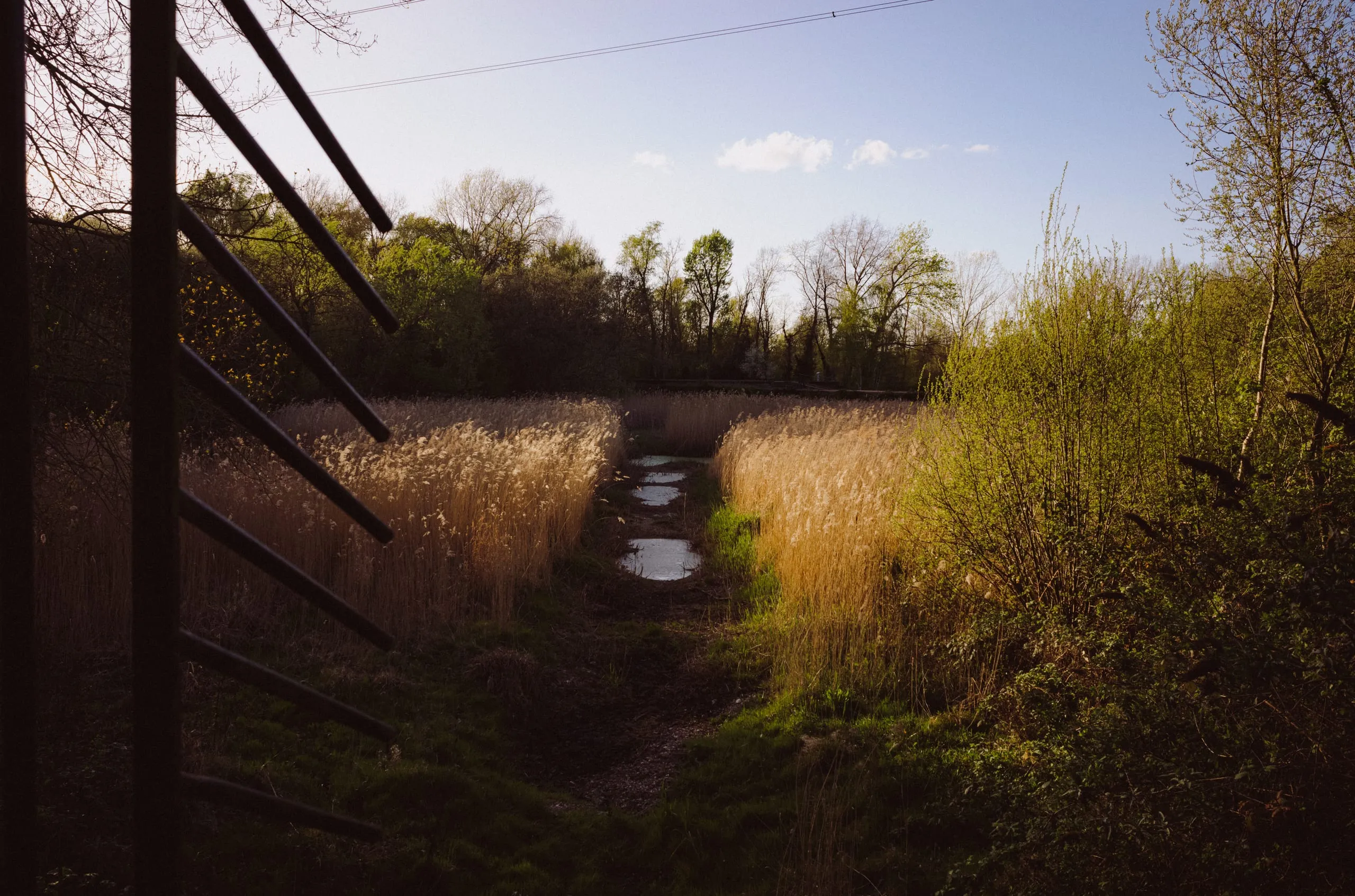 A path through dry reed beds beside a railing, on the marshes