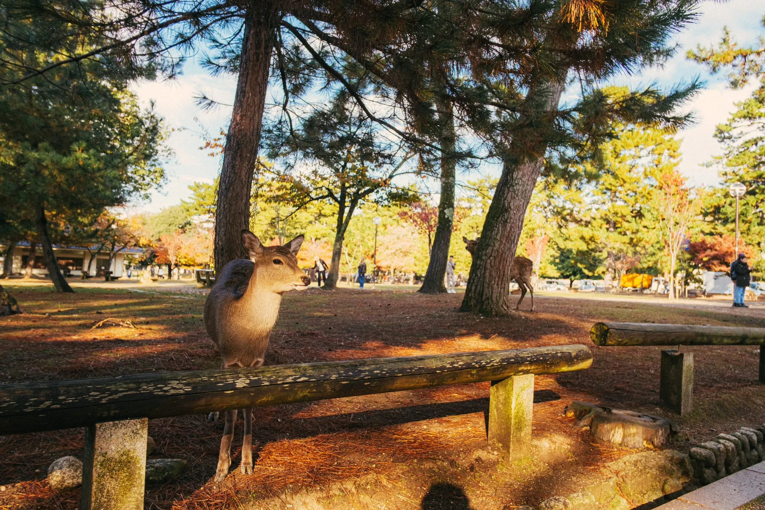 A deer standing among pines