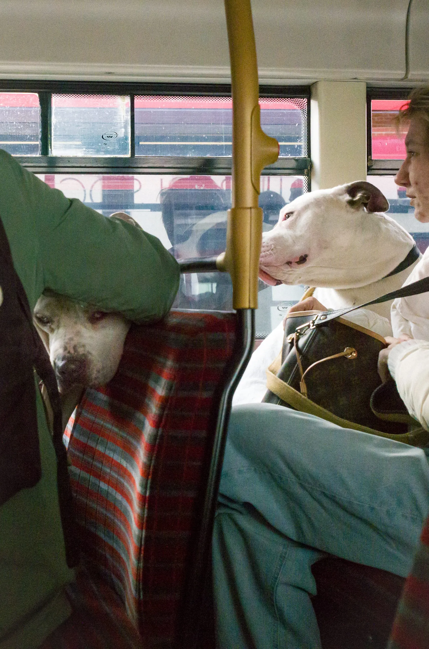 Two dogs ride a bus with their owners, one resting its head on a seat