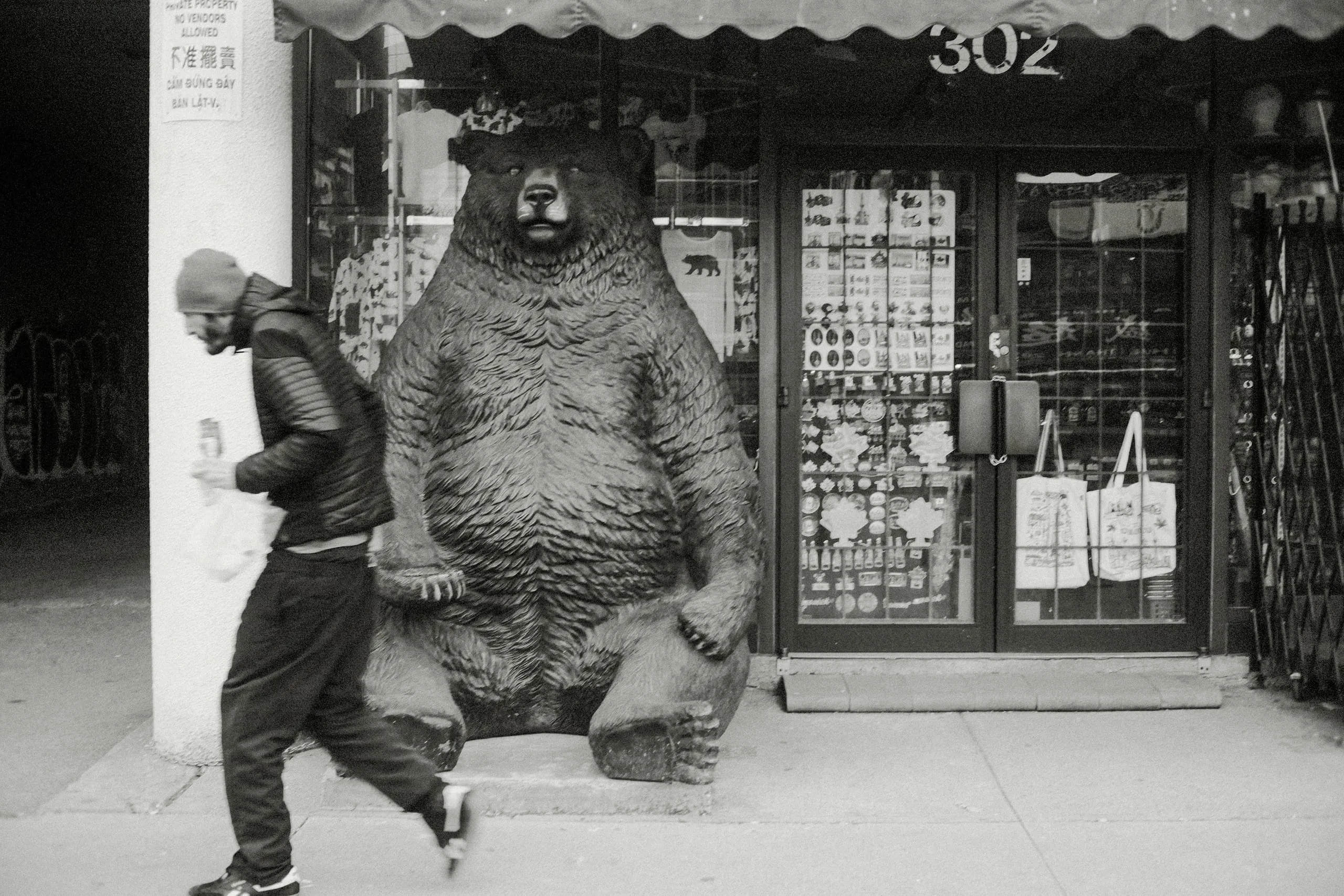 A man walks past a large statue of a brown bear, Spadina Avenue