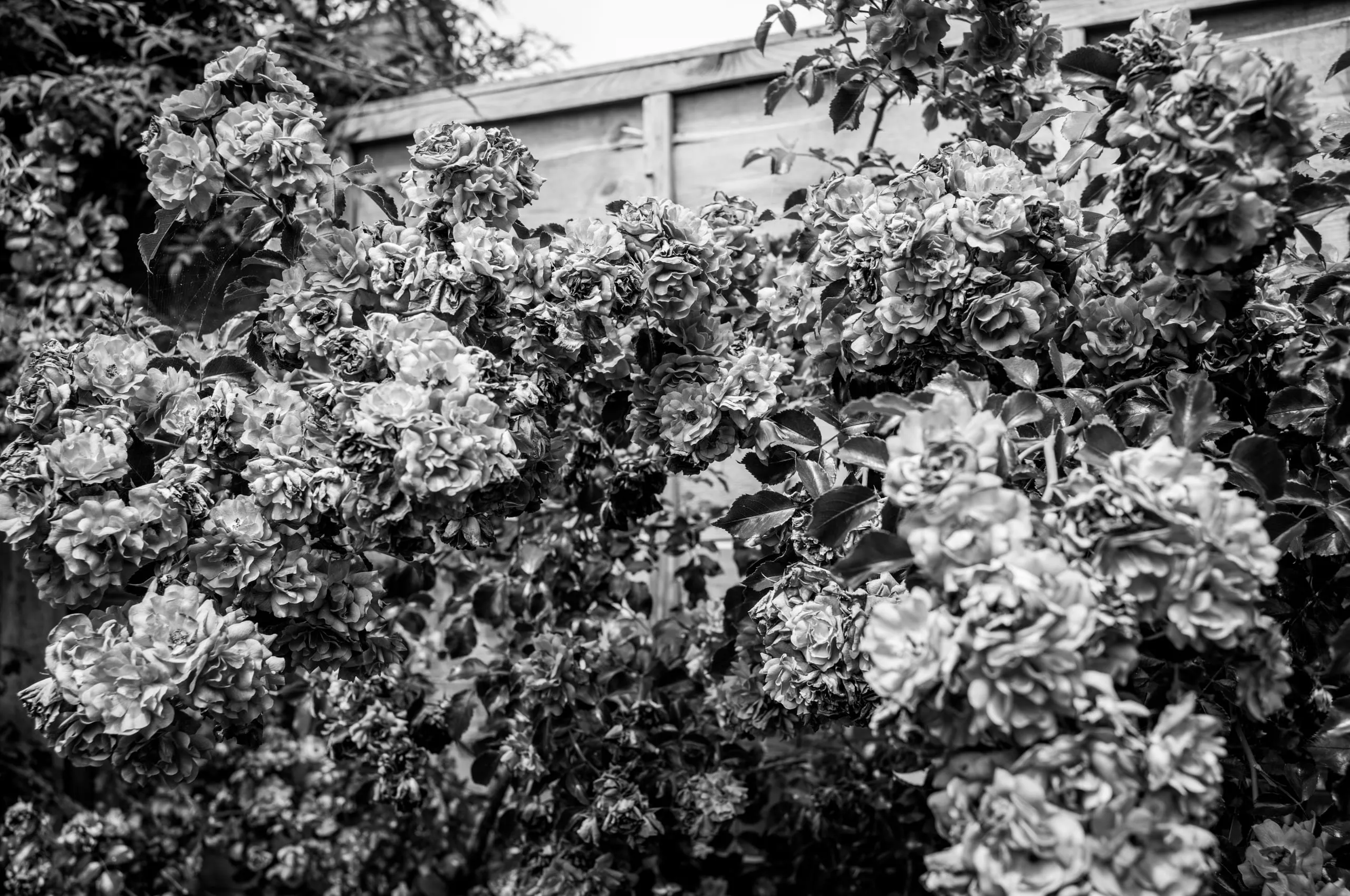 Rose bush in the author's garden, Leyton