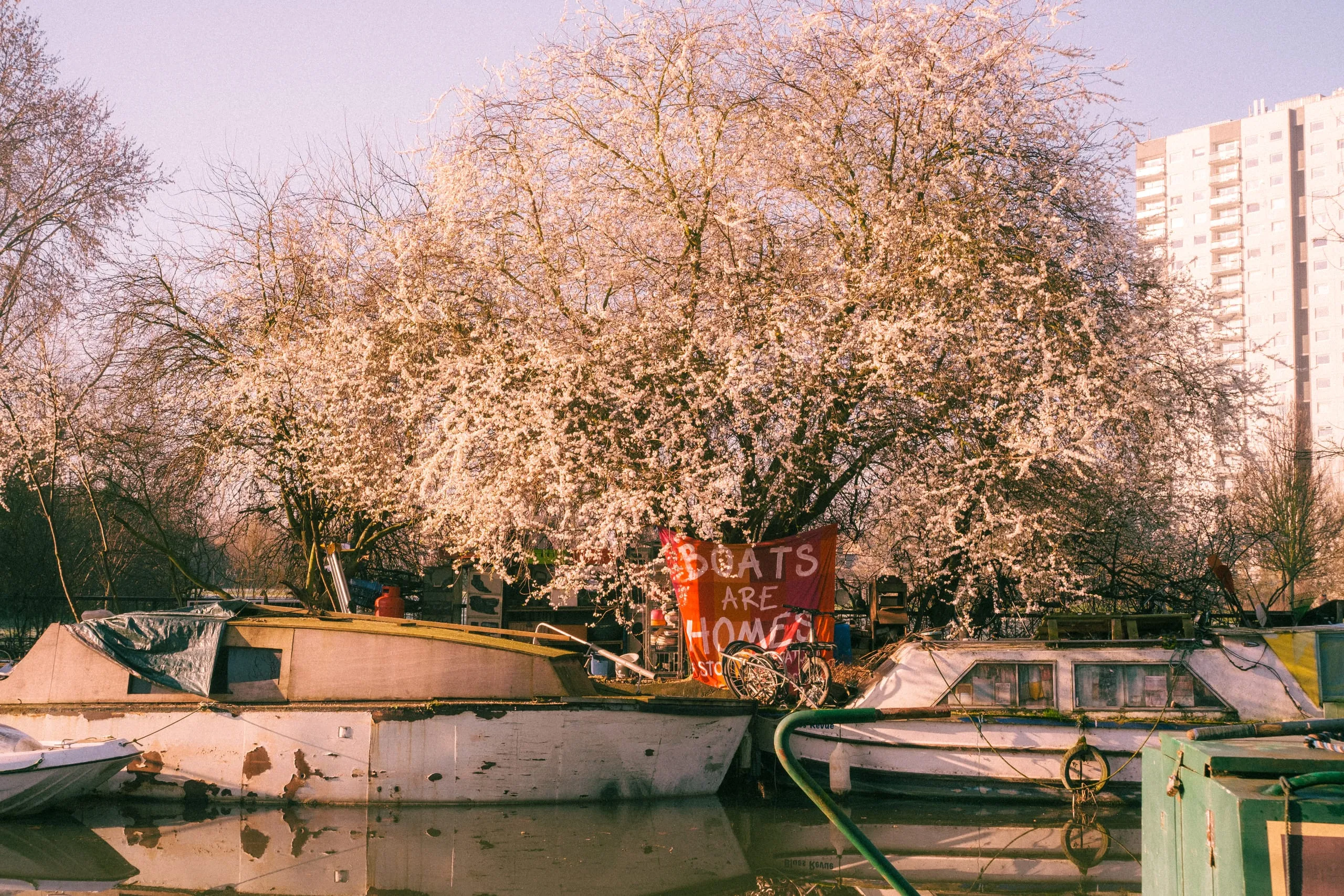 Reivindicative banner under a Cherry blossom, Lea River