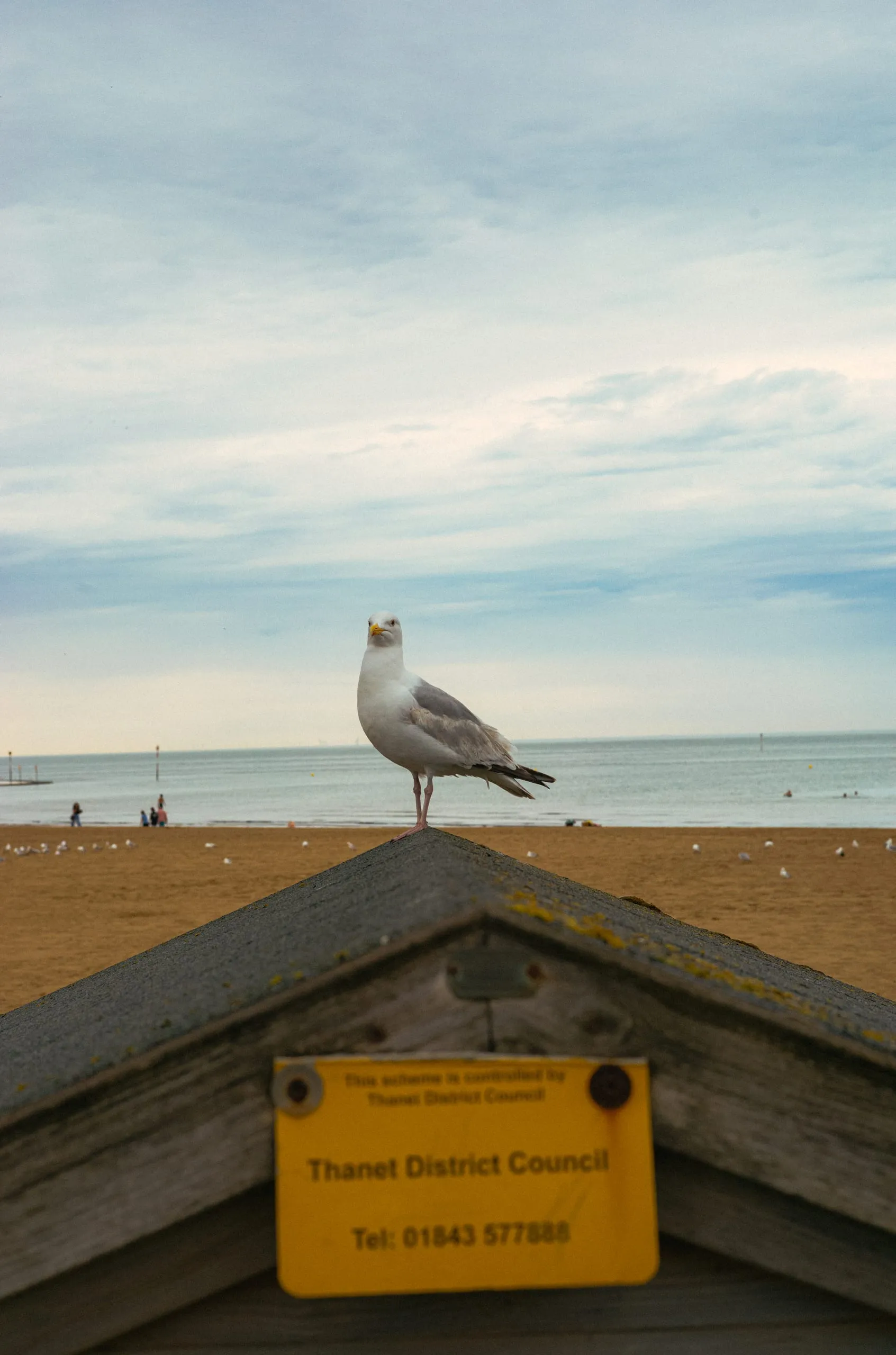 A seagull rests a top of a council-owned beach hut
