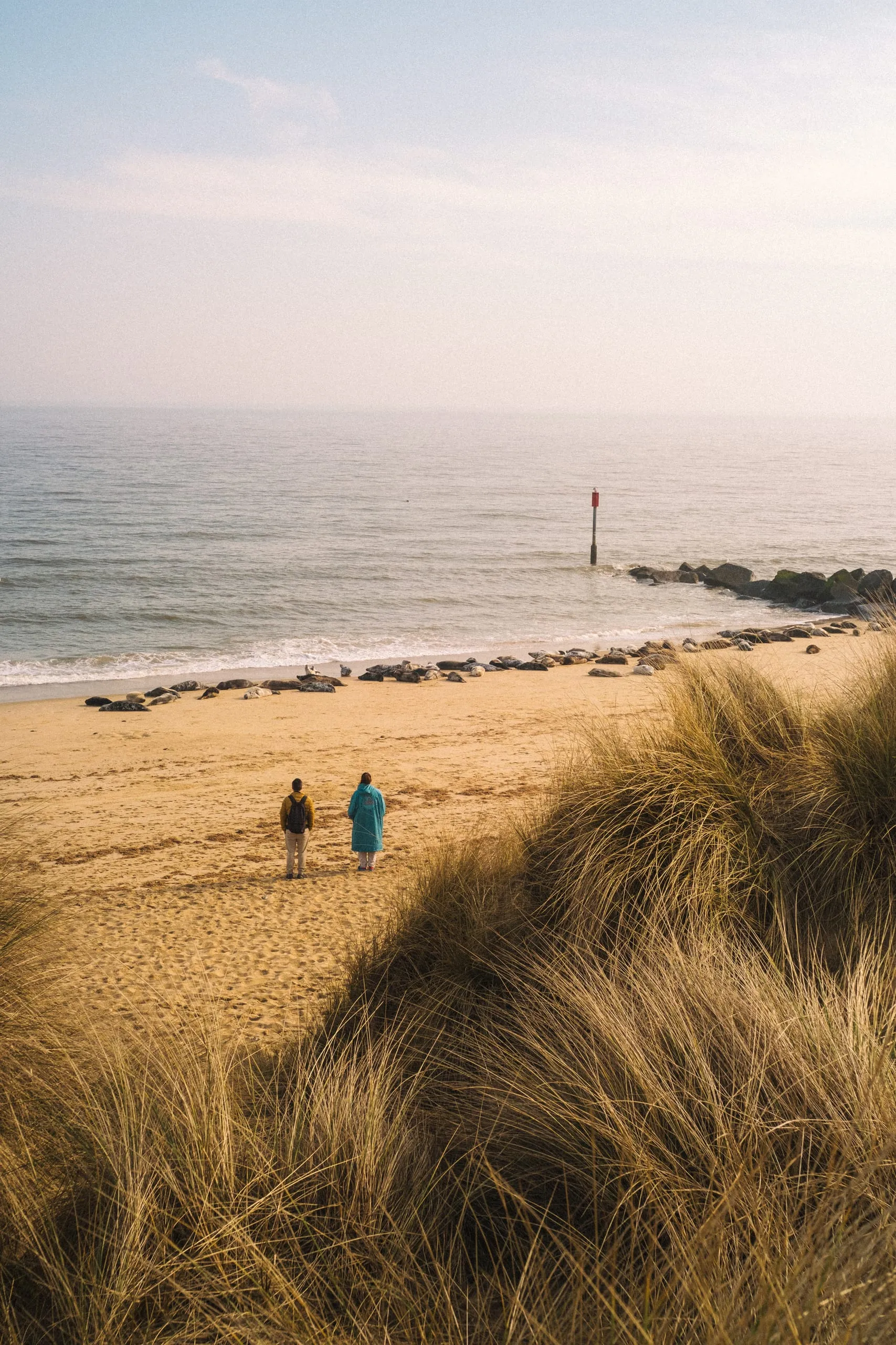 A heterosexual couple watches a harem of seals, Horsey Gap