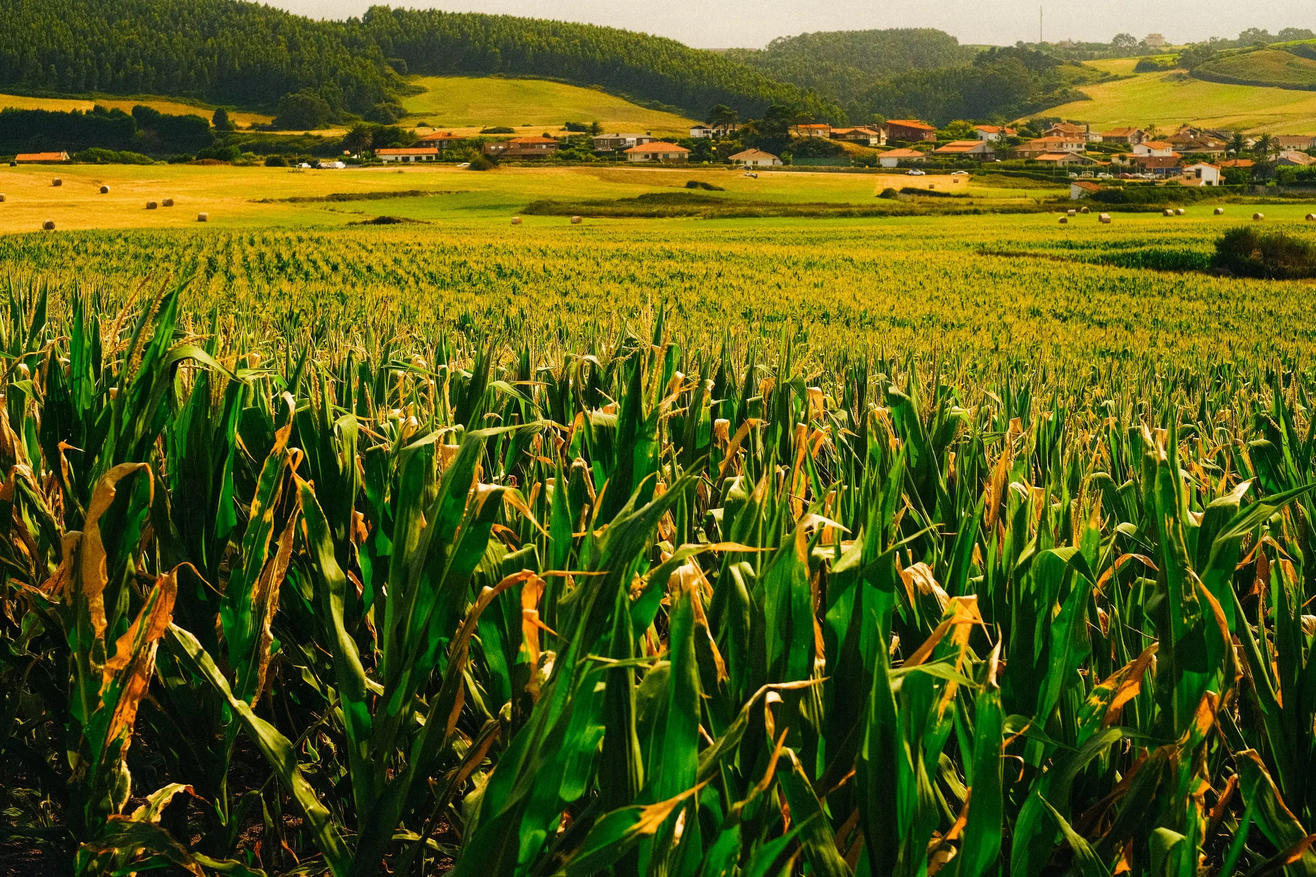 A maize field below a village in green rolling countryside, Verdicio
