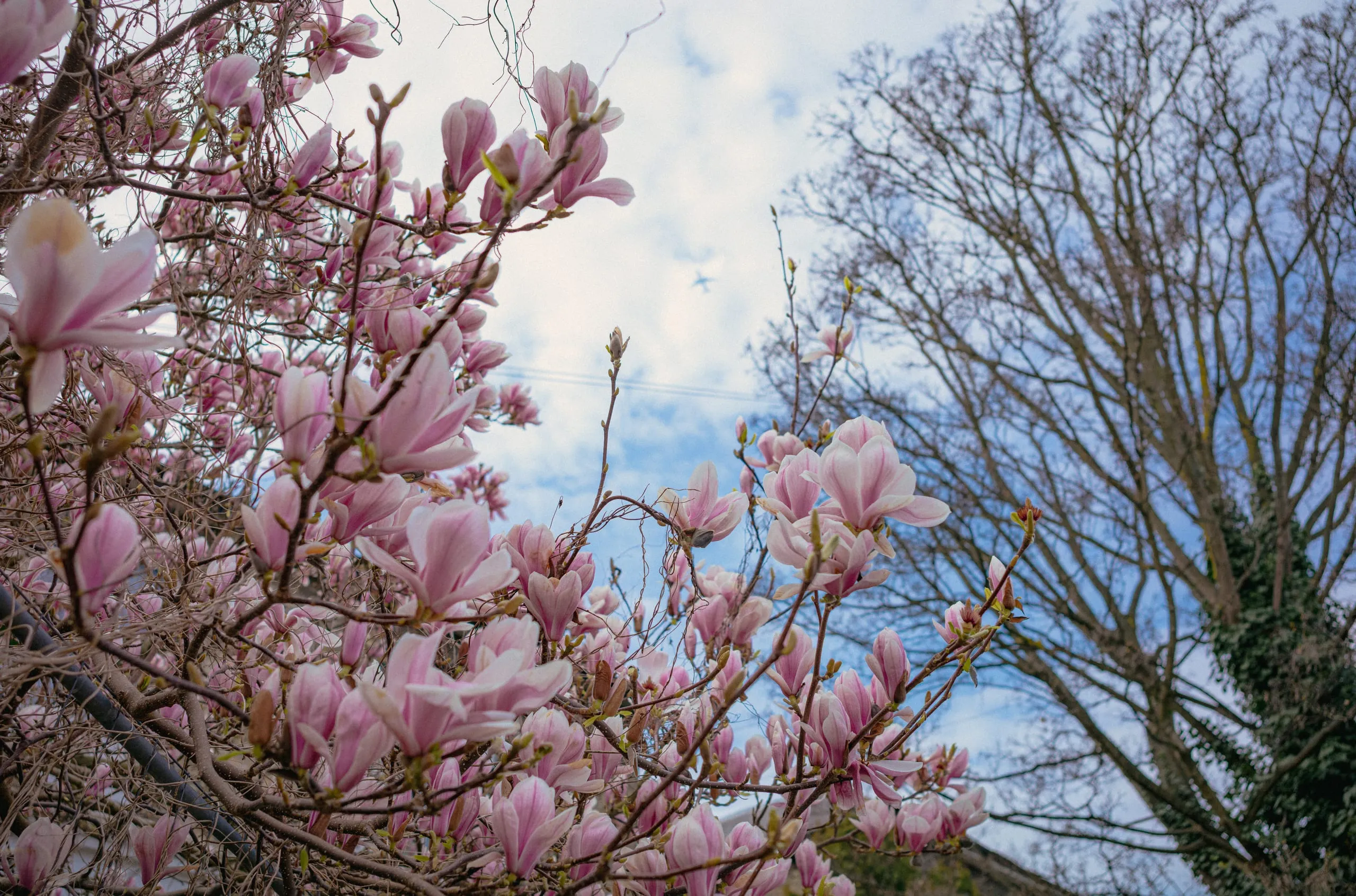 A magnolia tree in pink blossom against a cloudy sky