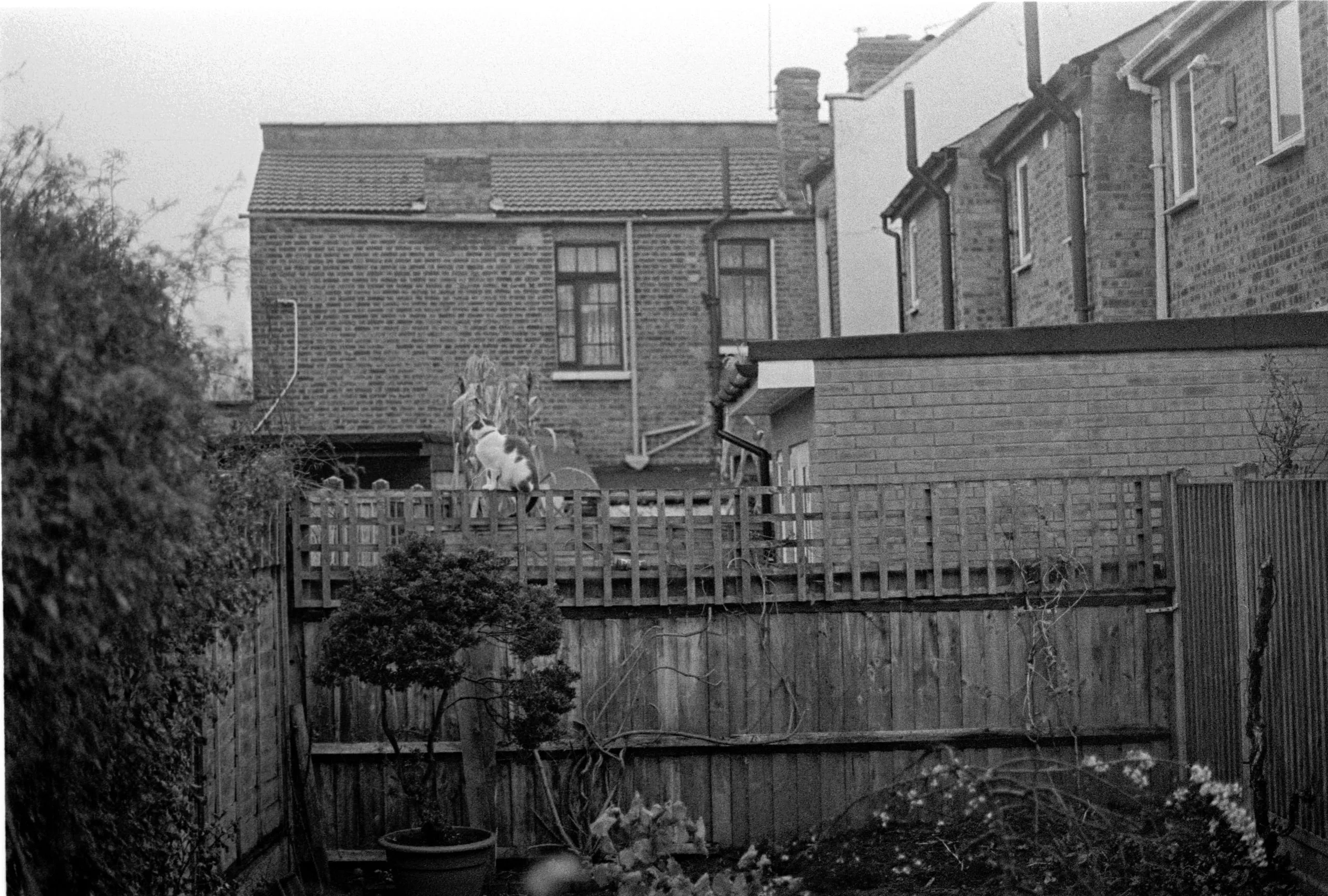 Sam stands on the garden fence after taking down the apple tree