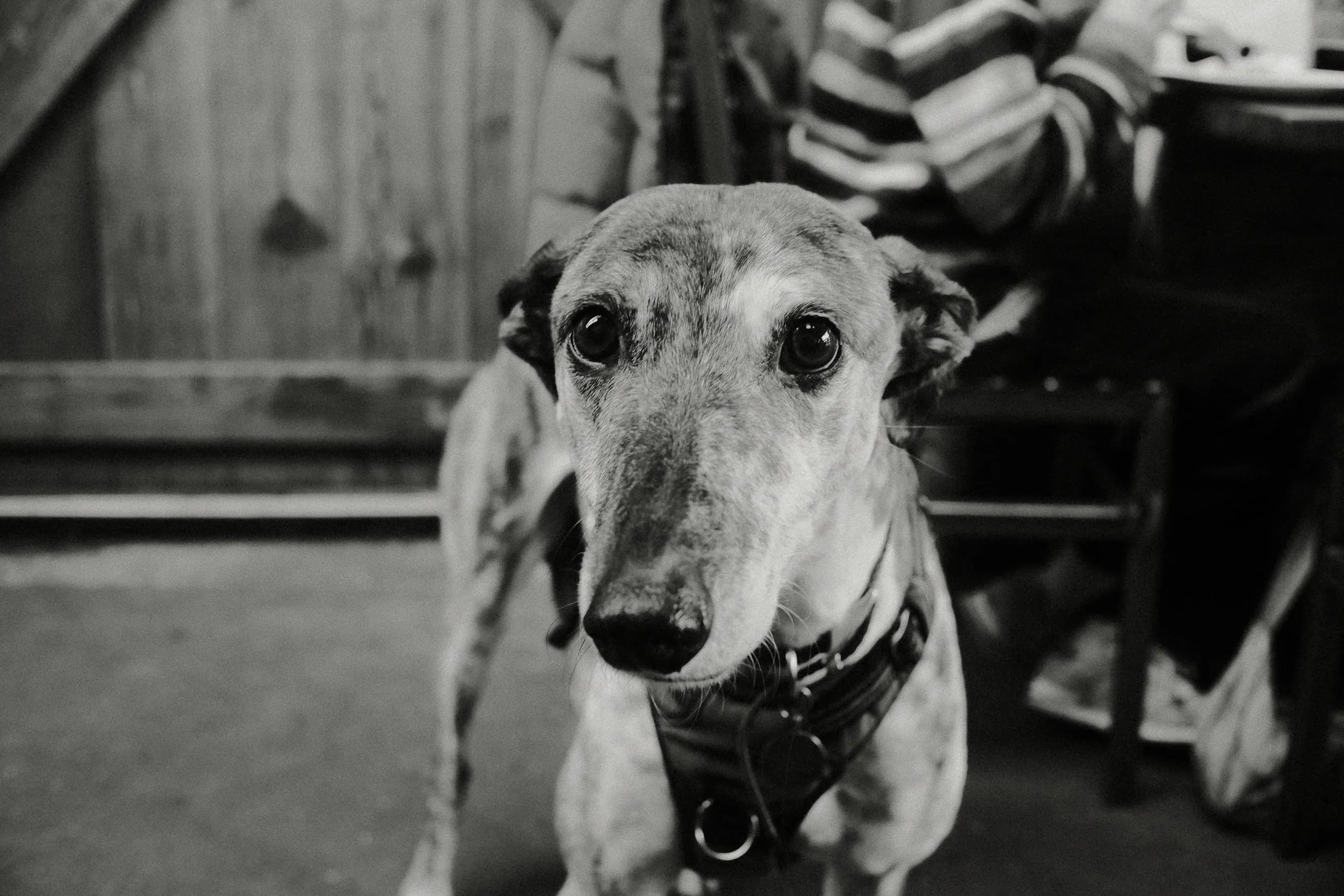 Portrait of a hungry pub greyhound, Leyton