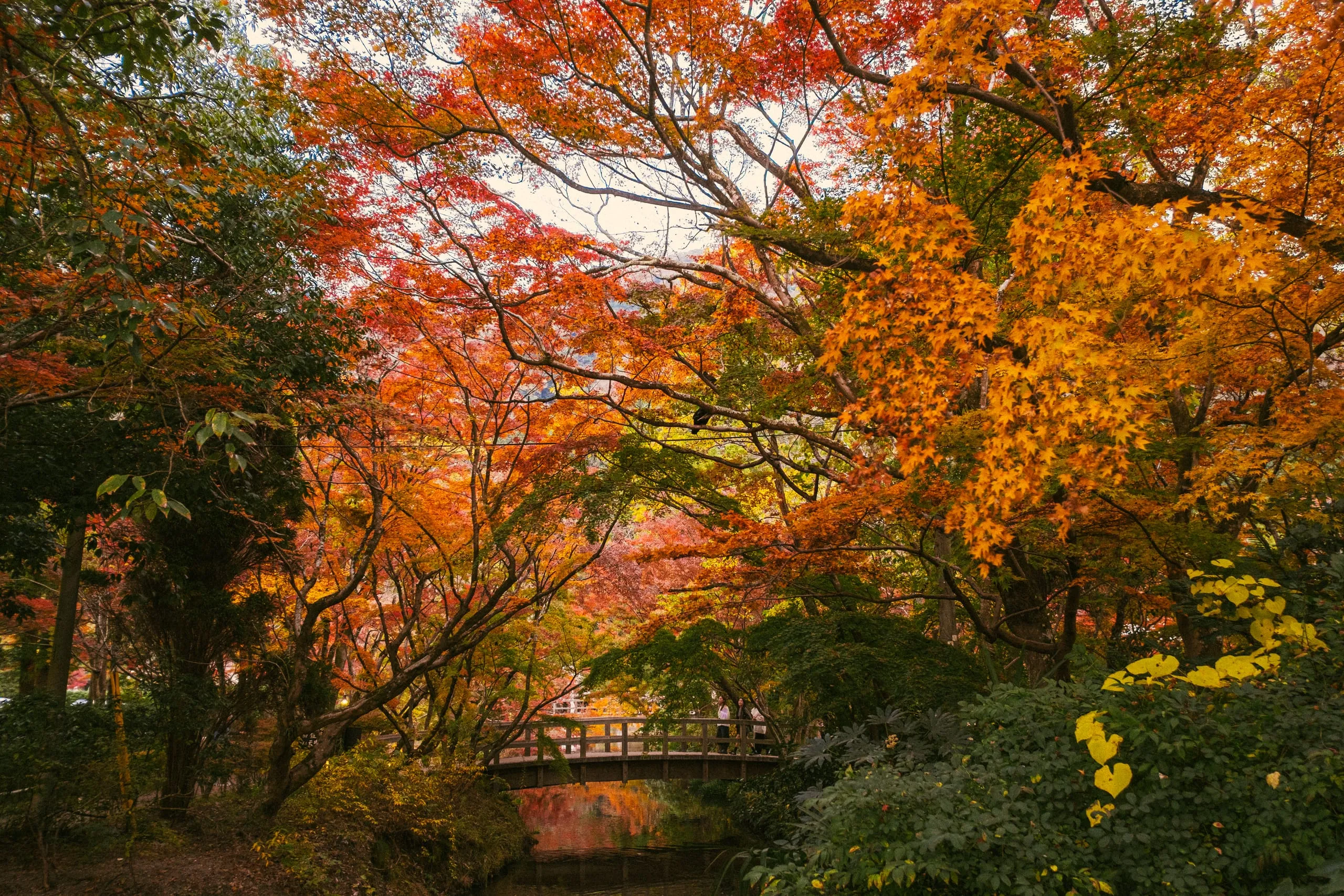 A footbridge beneath maples turning red and orange in autumn