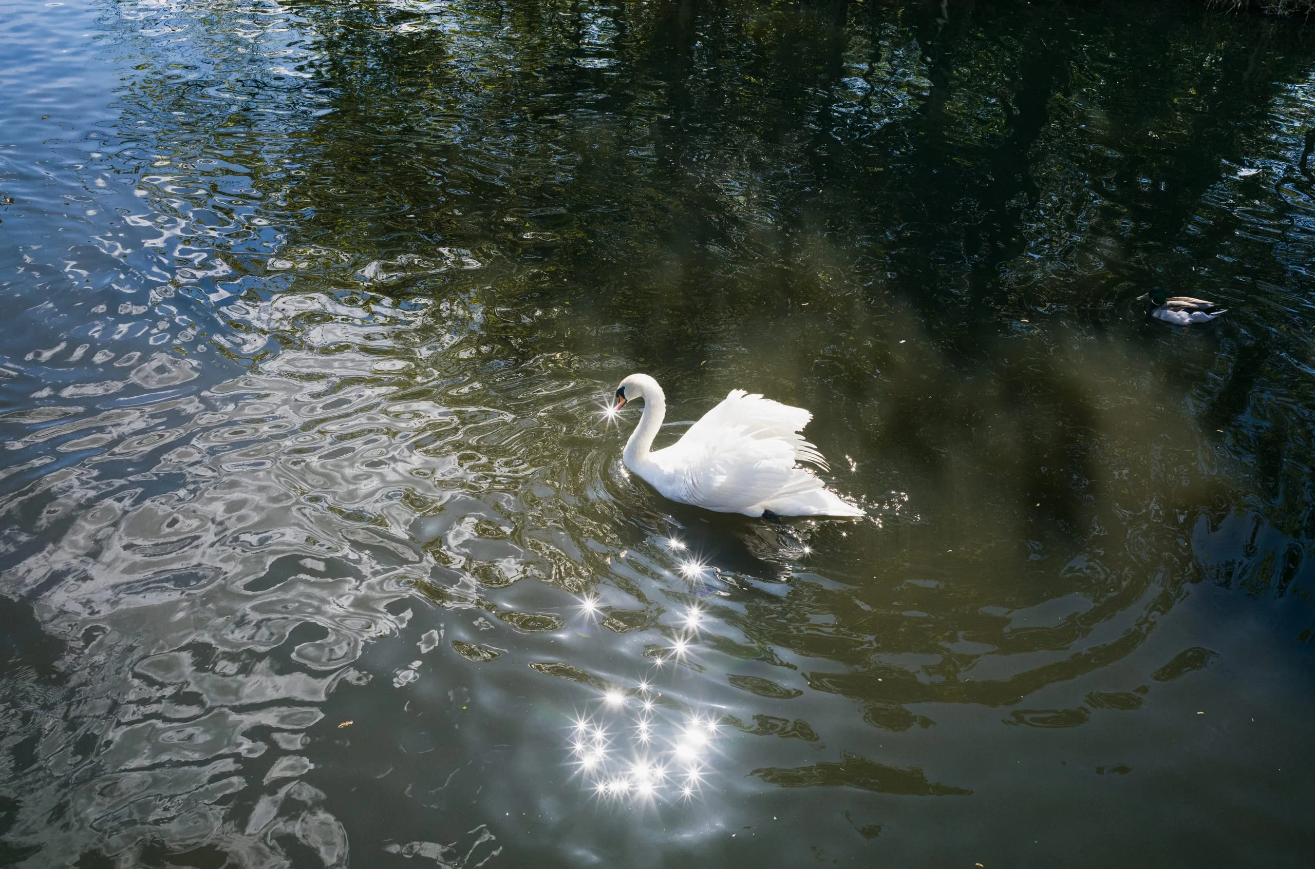 A swan glides on sunlit water beside a duck, Wanstead