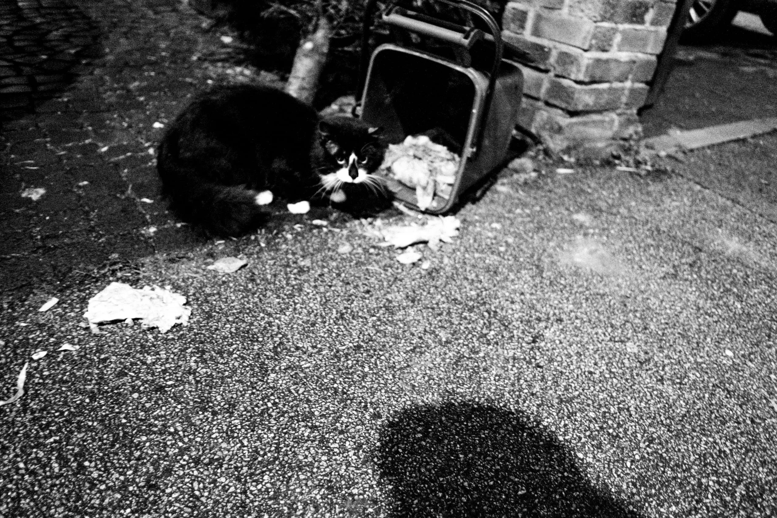 A cat eats from spilled refuse on a pavement at night